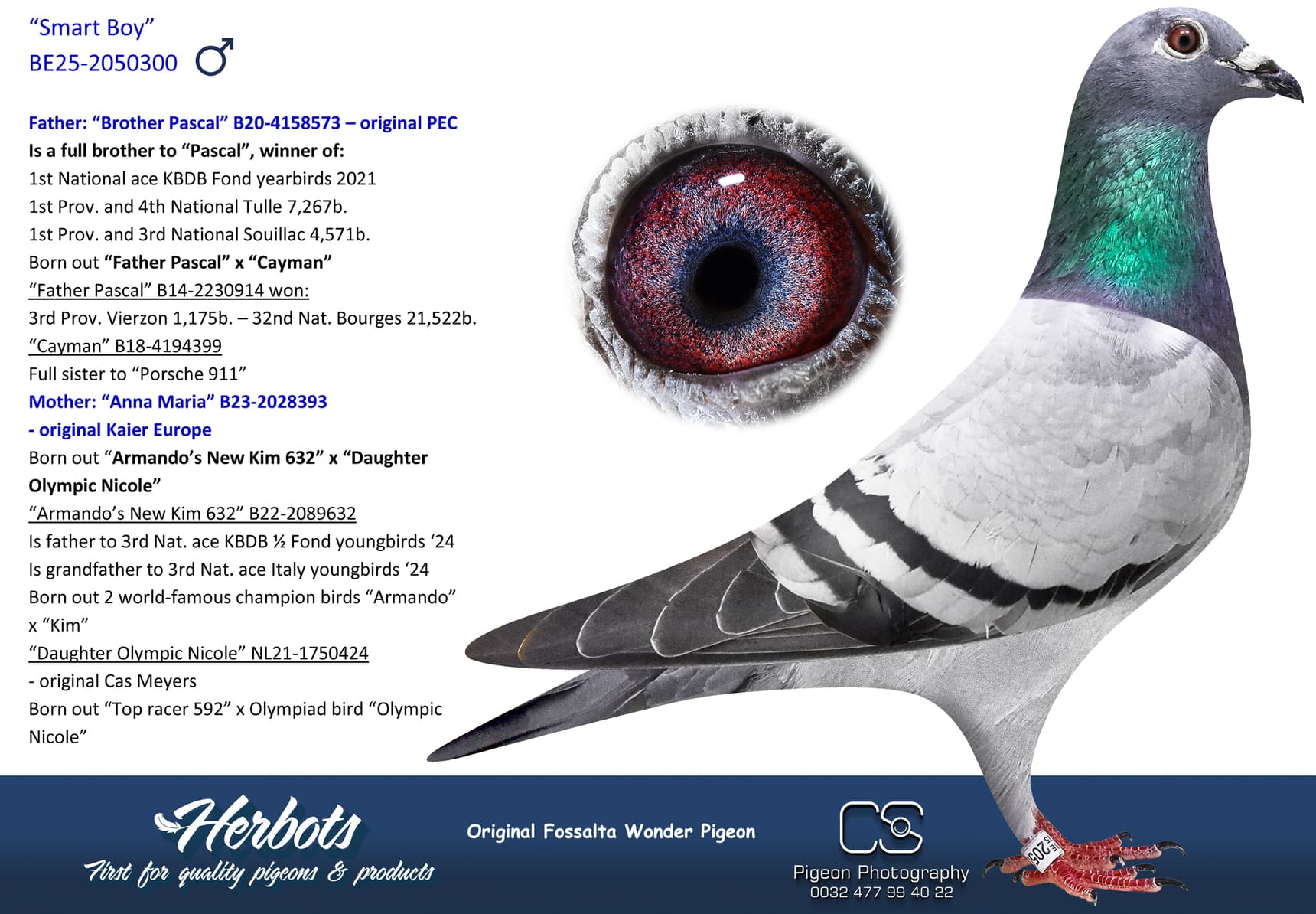 pigeon: undefined