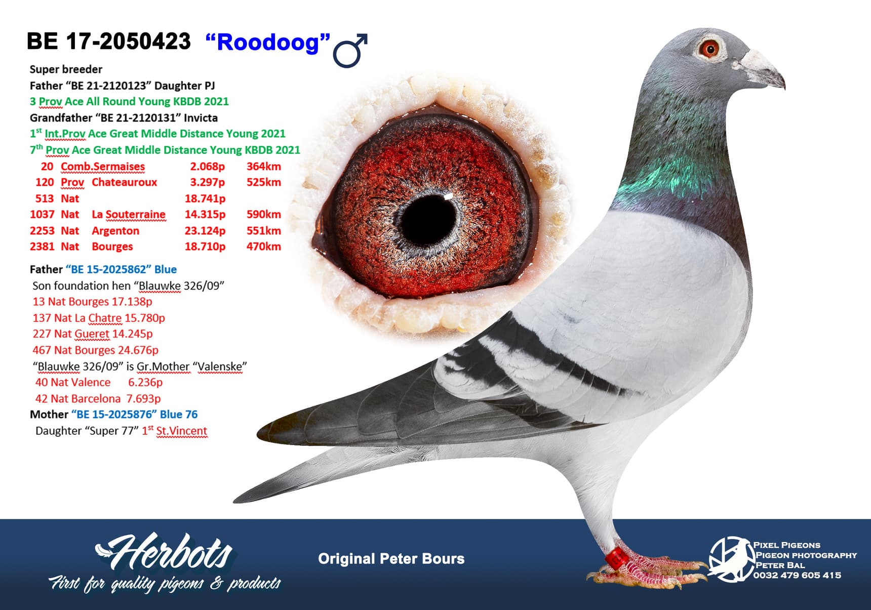 pigeon: undefined
