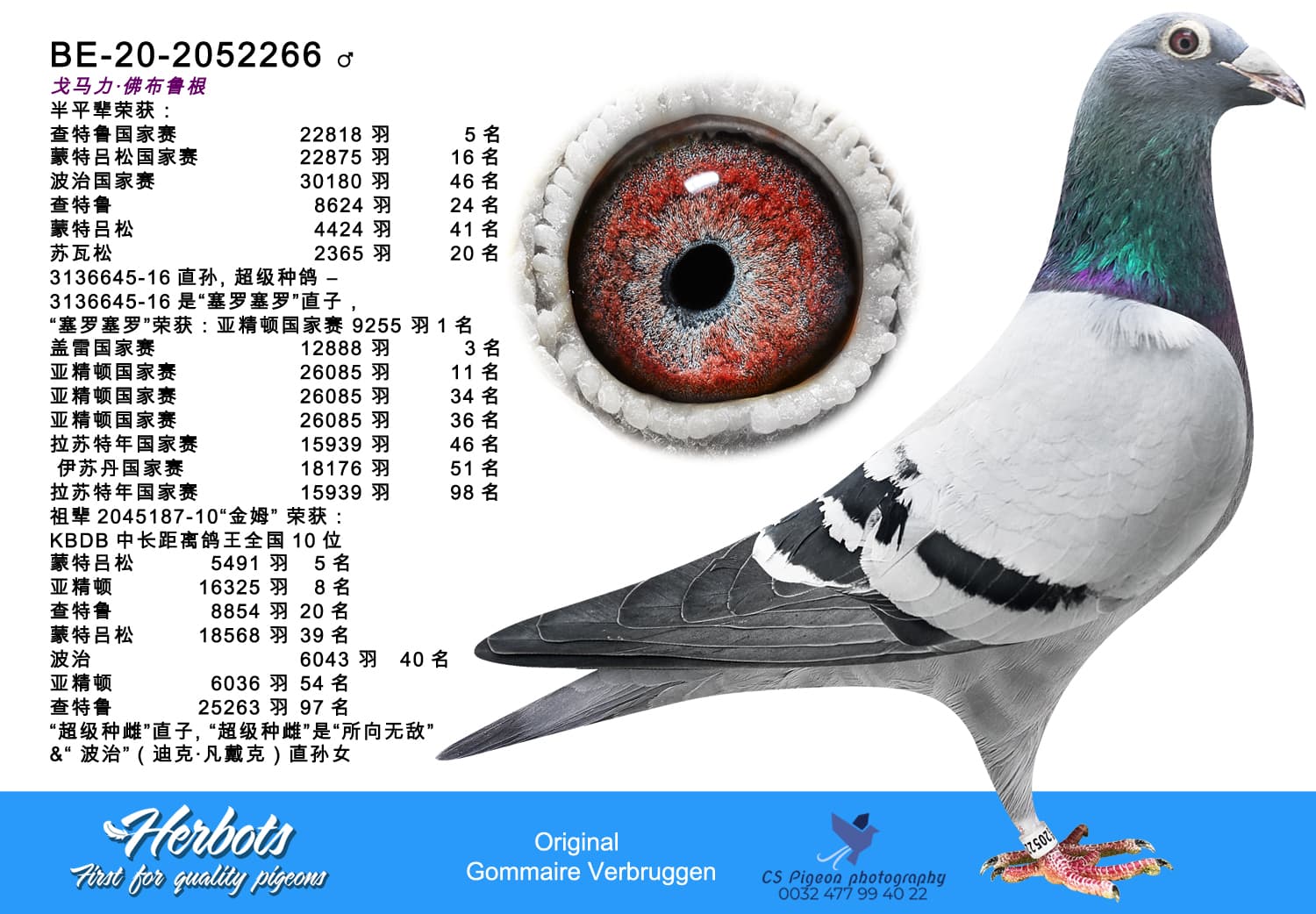 pigeon: undefined