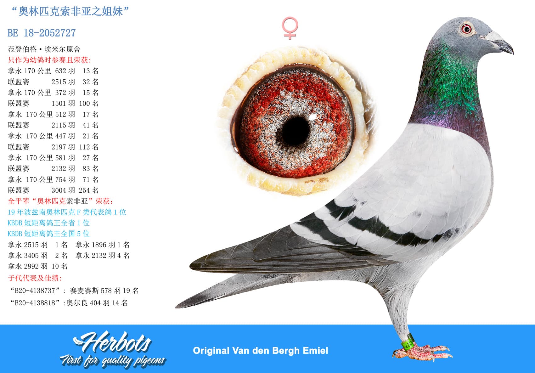 pigeon: undefined
