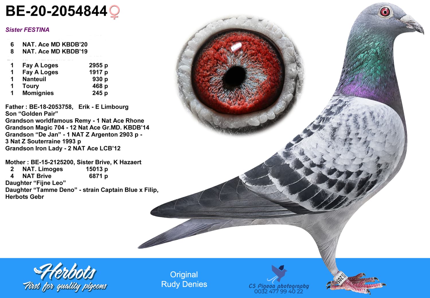 pigeon: undefined
