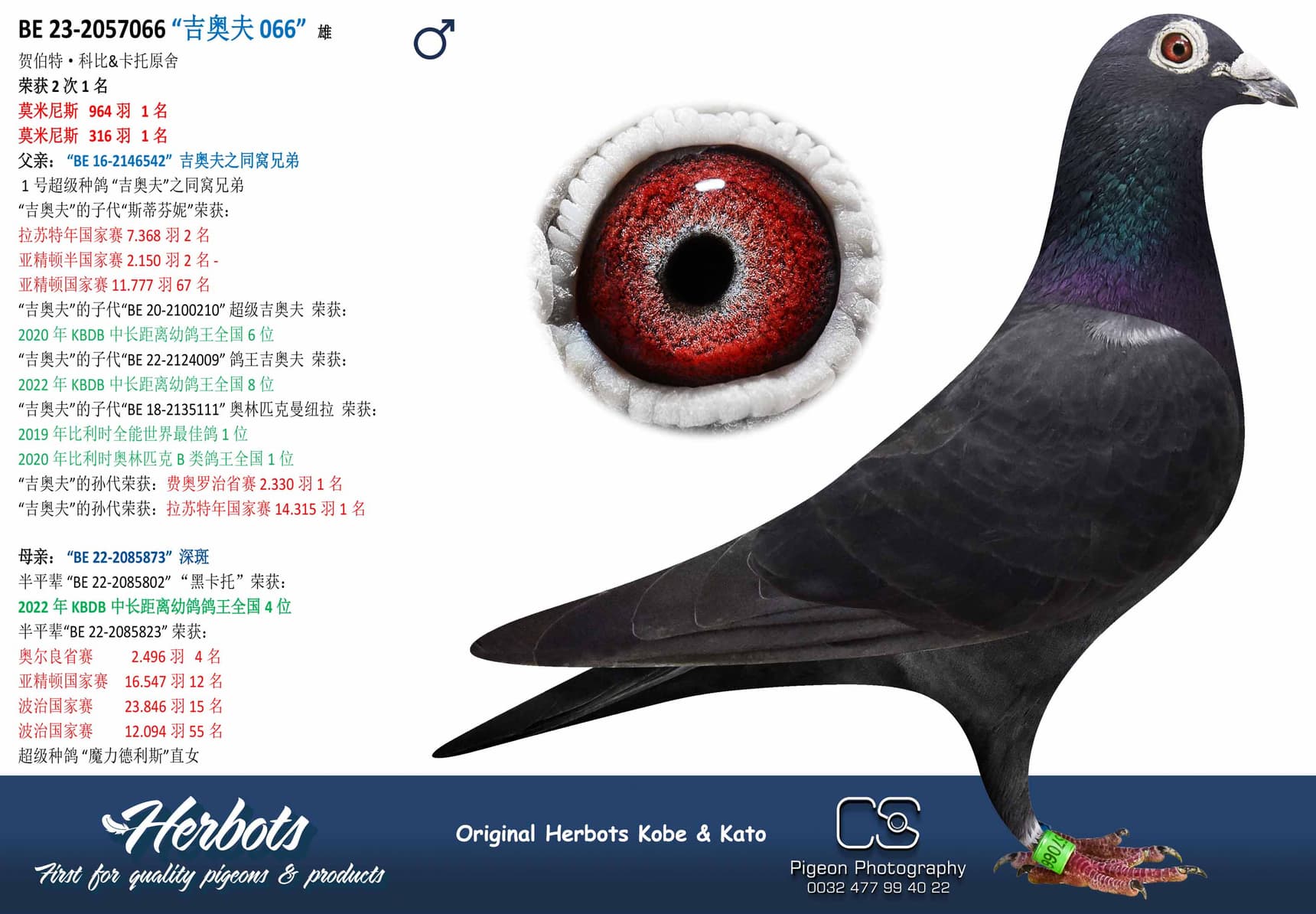 pigeon: “吉奥夫 066”
