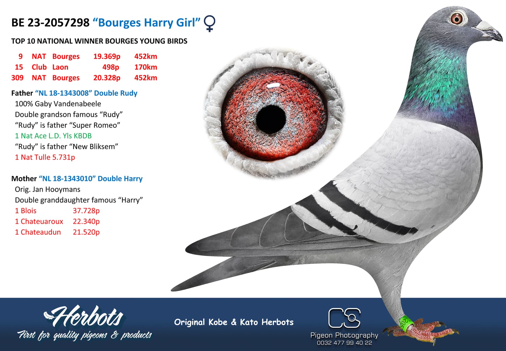 pigeon: undefined