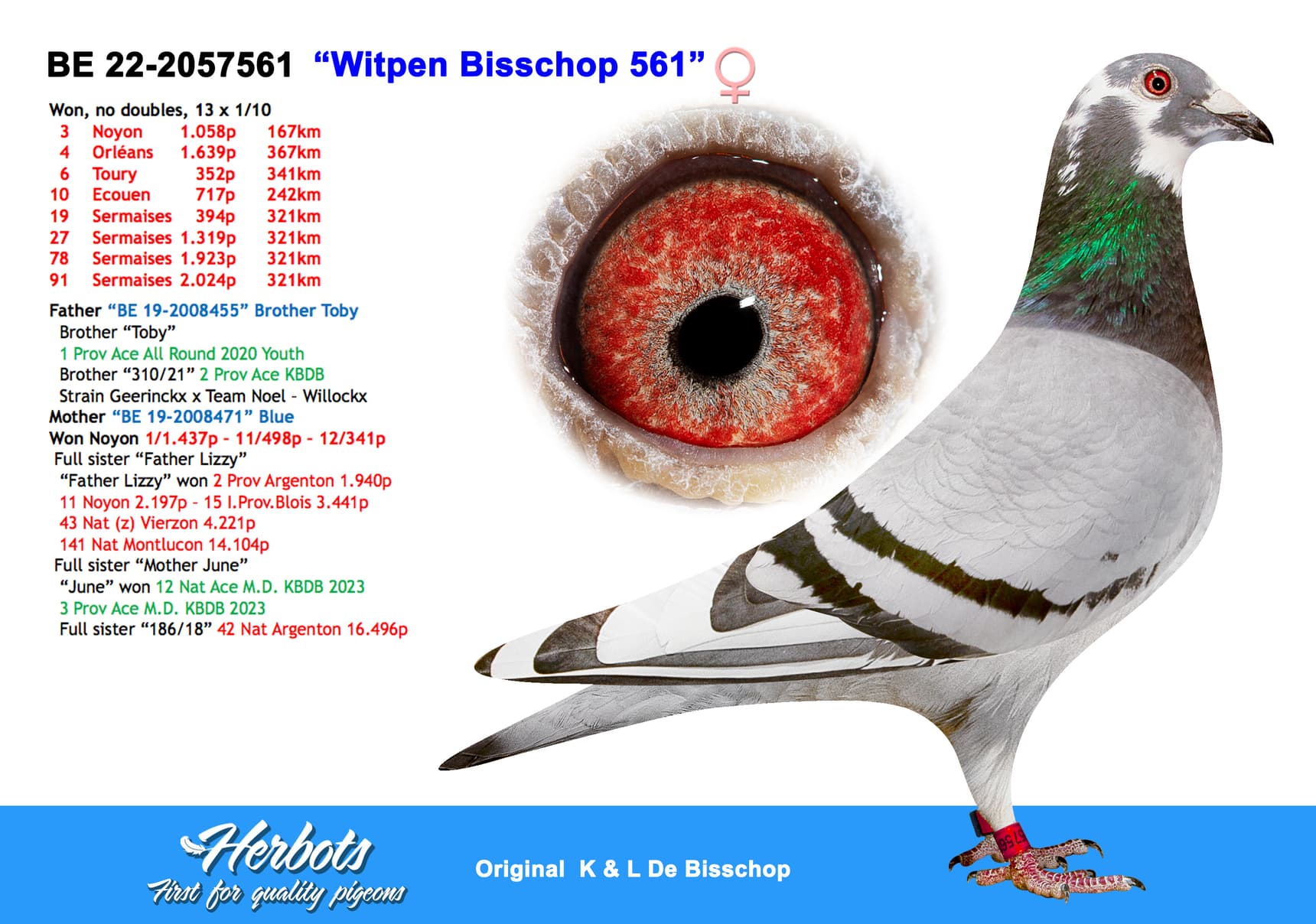 pigeon: “Witpen Bisschop 561”