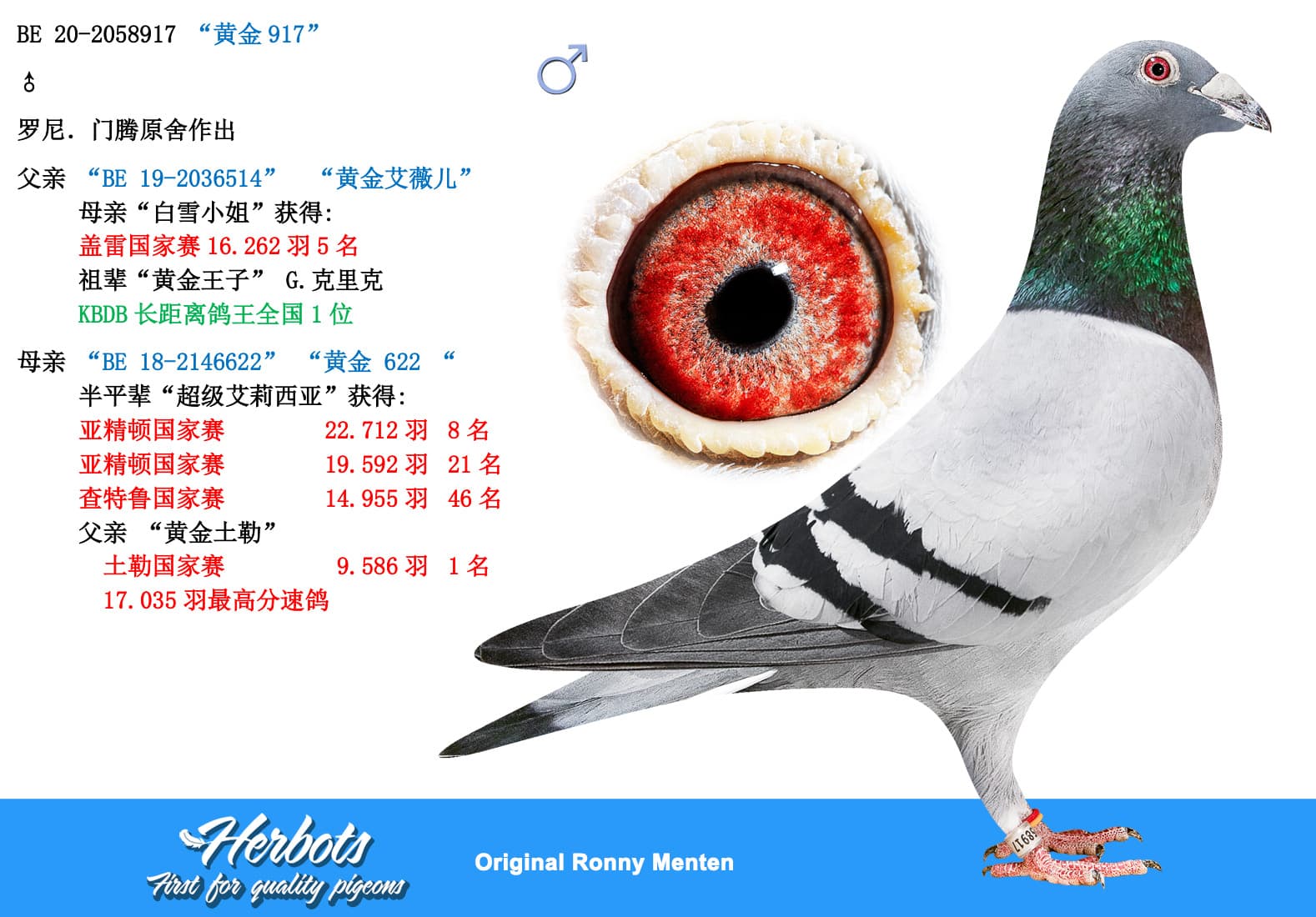 pigeon: undefined