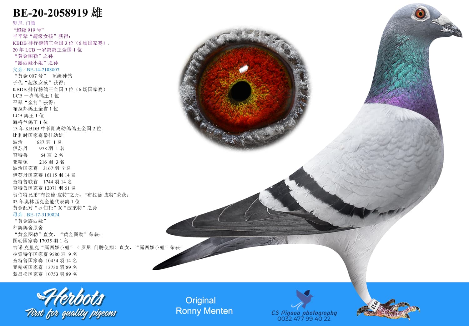 pigeon: undefined