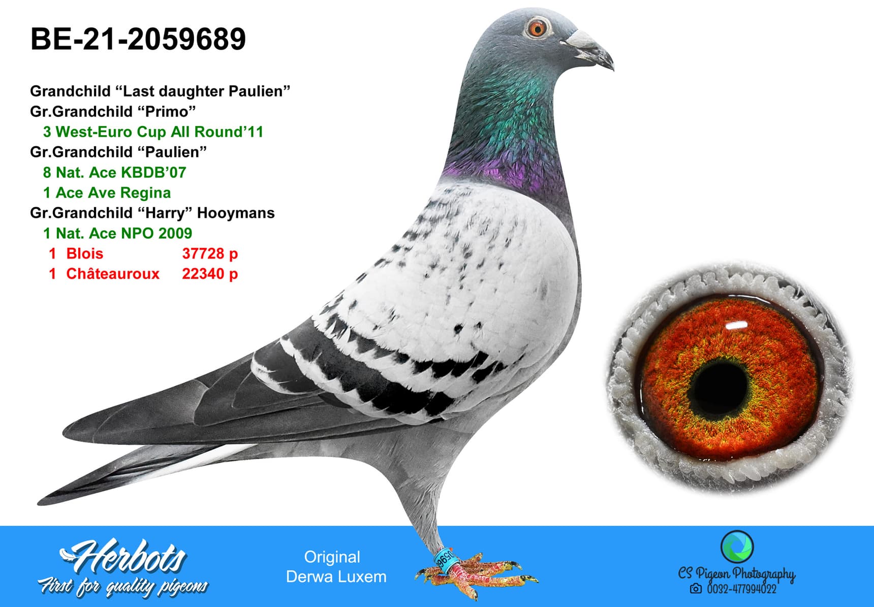 pigeon: undefined