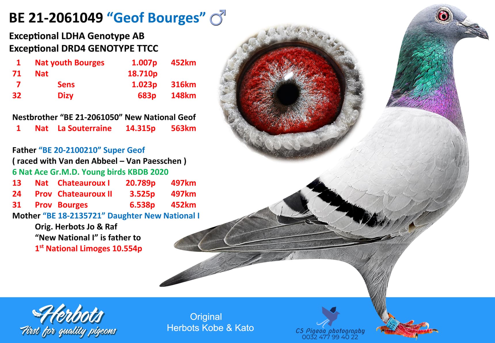 pigeon: undefined