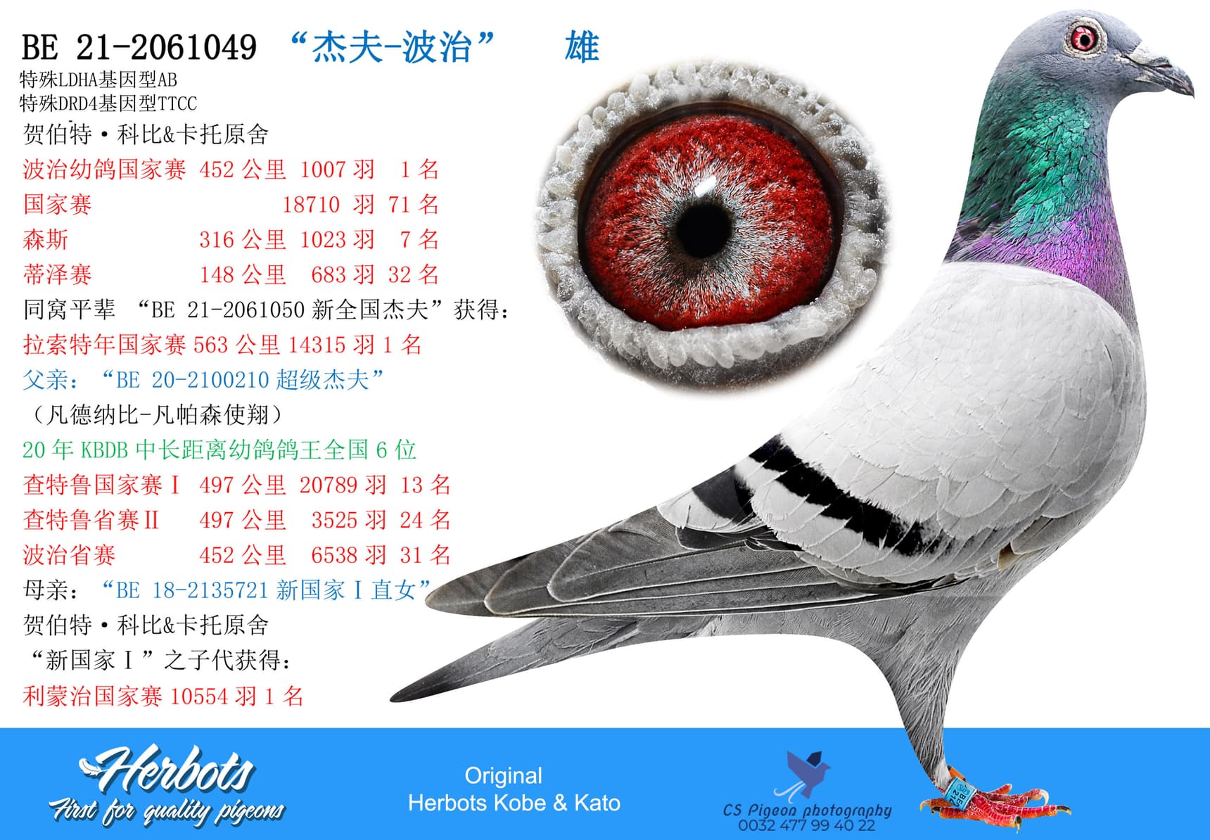 pigeon: undefined