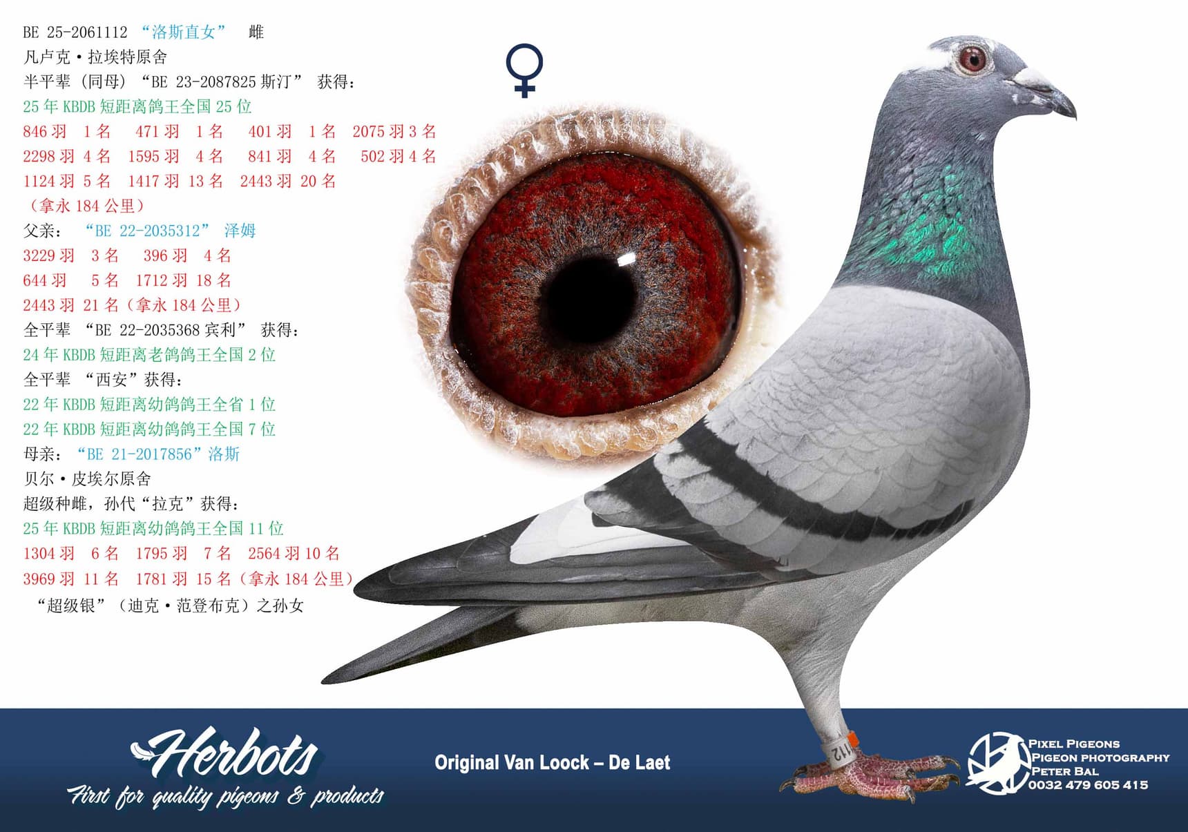 pigeon: undefined