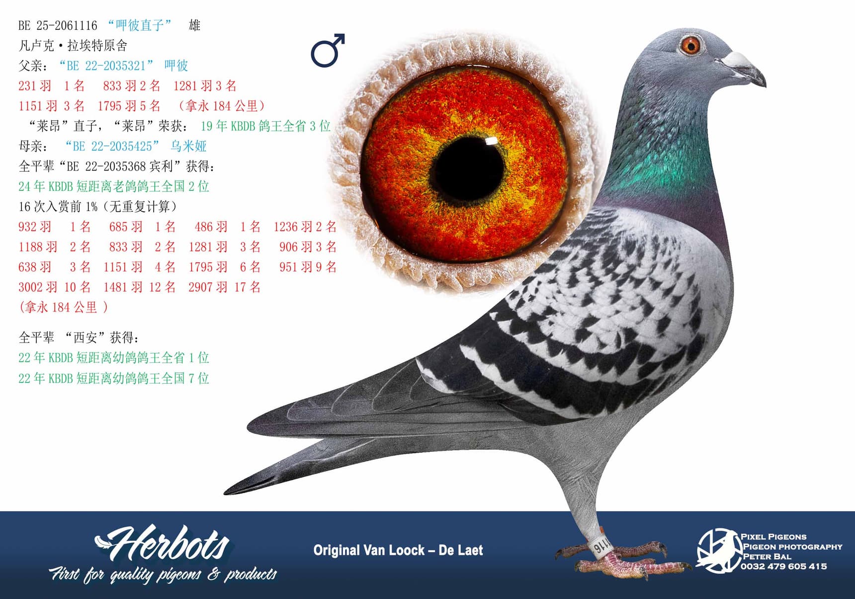 pigeon: undefined