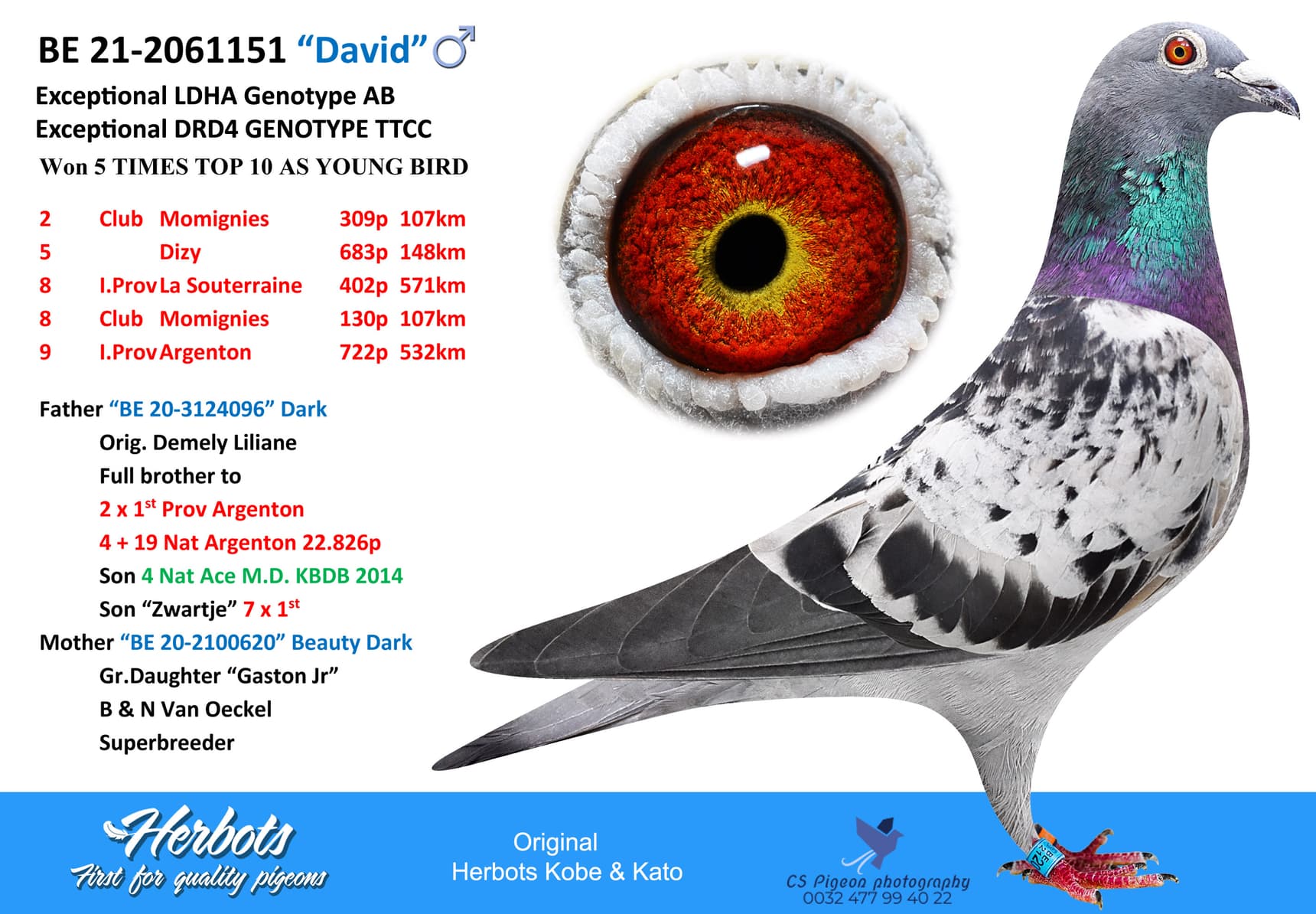 pigeon: undefined