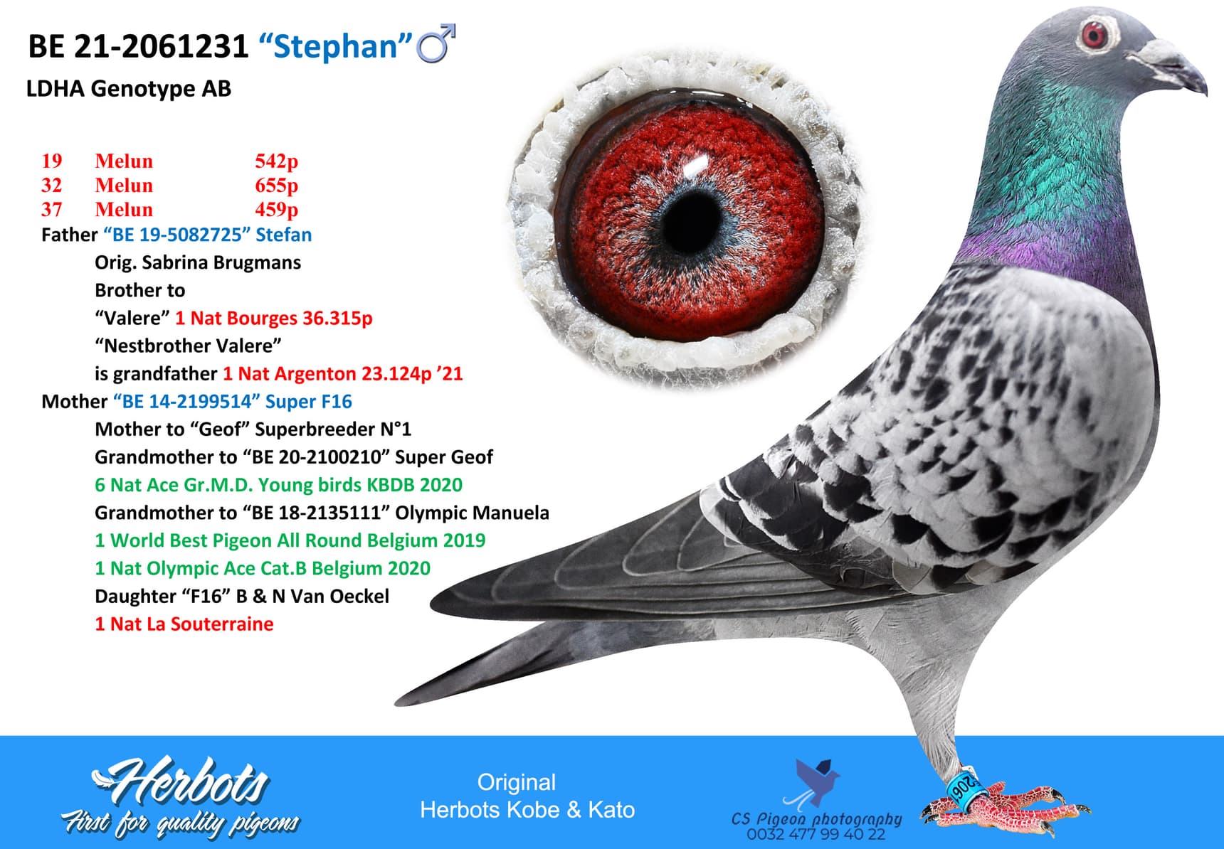 pigeon: undefined