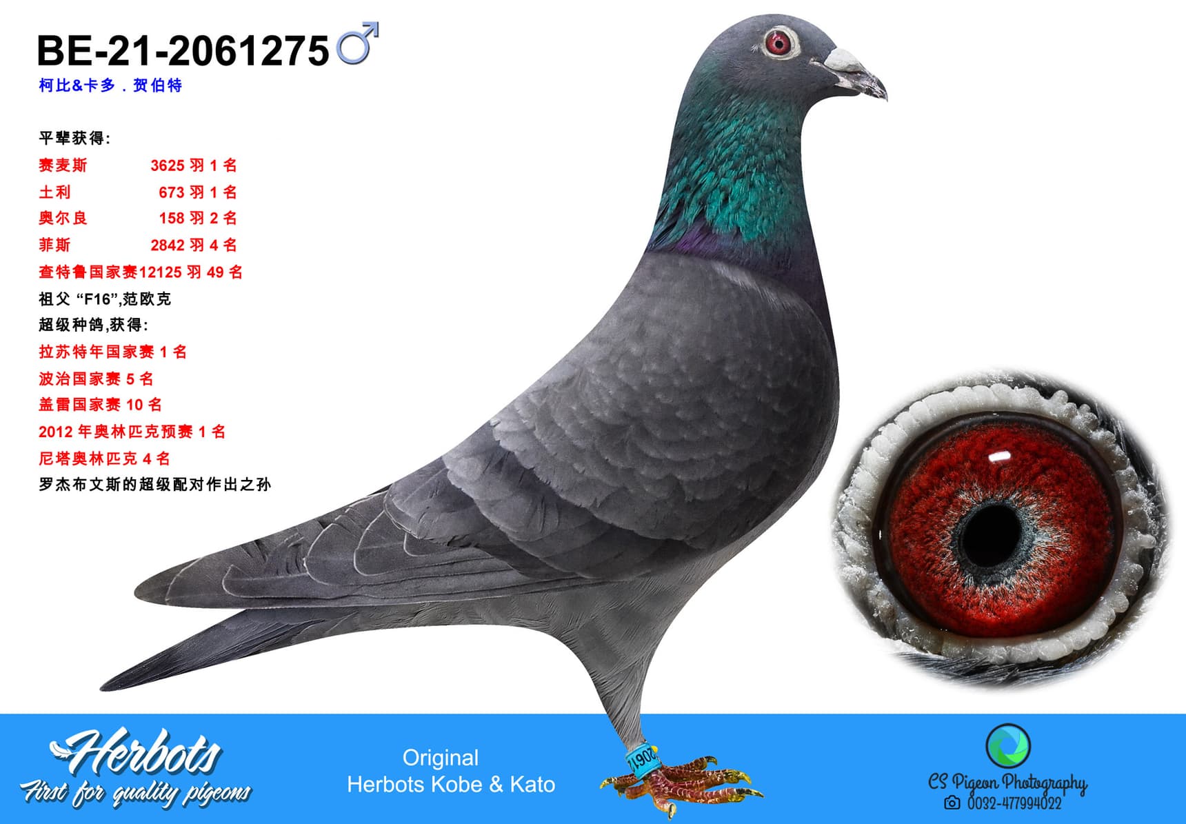 pigeon: undefined