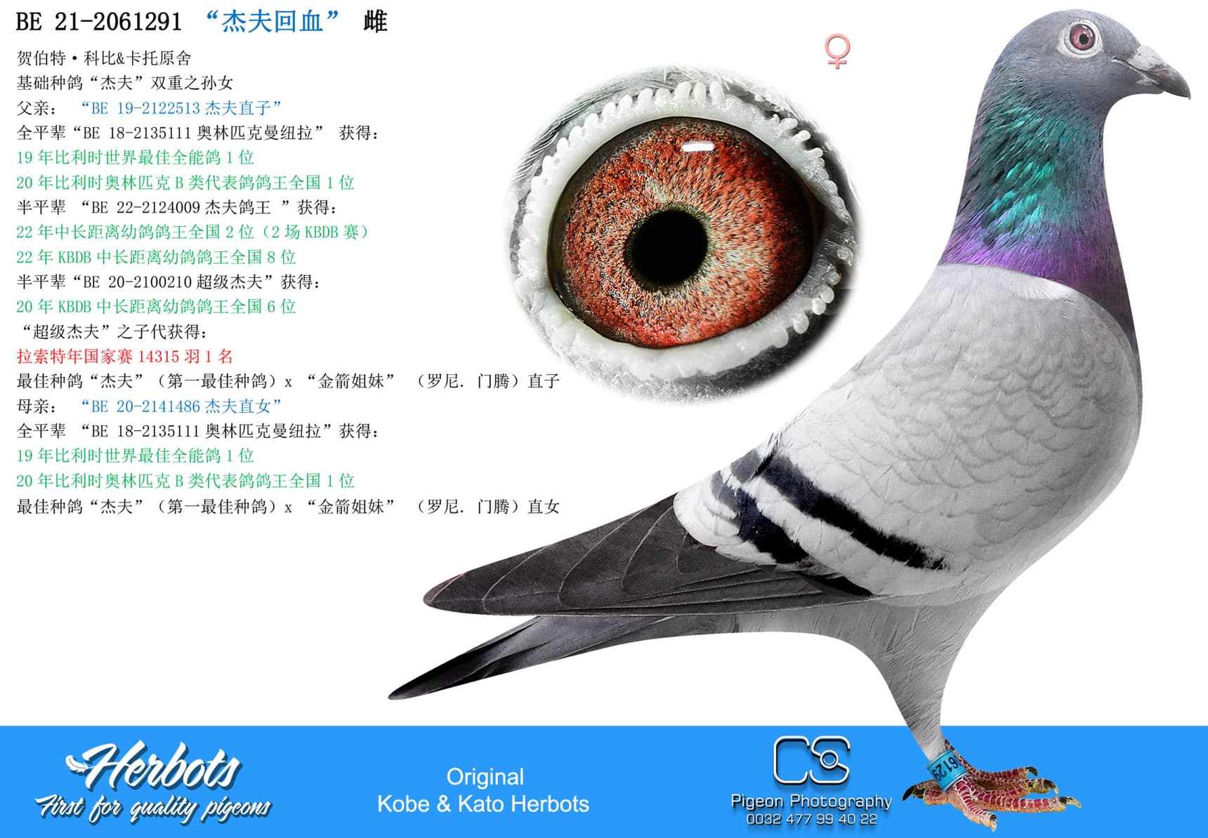 pigeon: “杰夫回血”