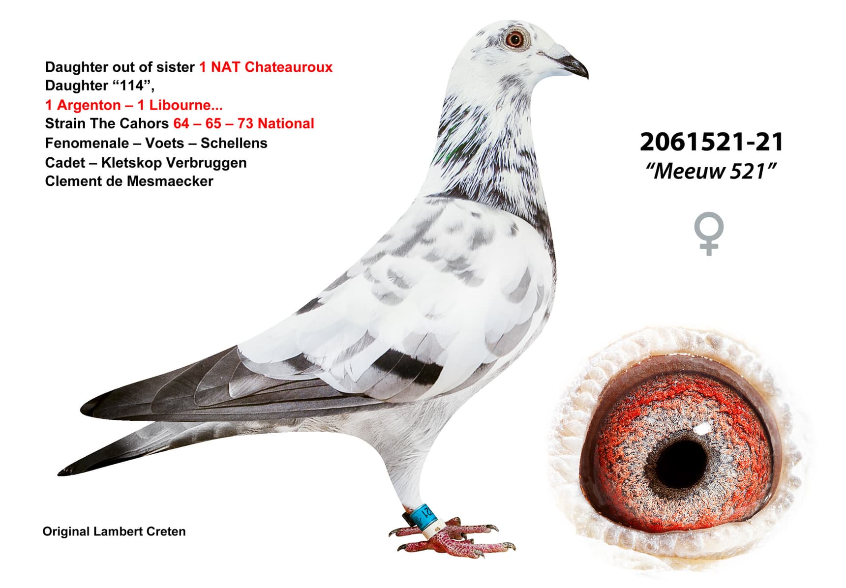 pigeon: undefined
