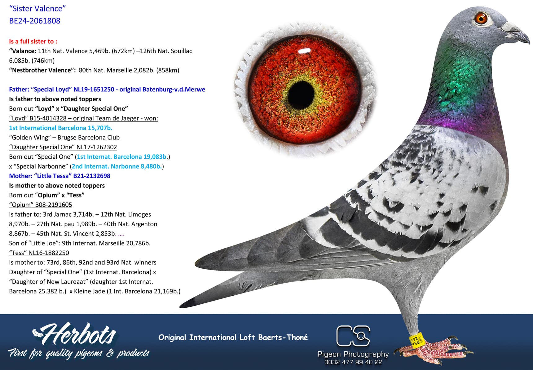 pigeon: undefined