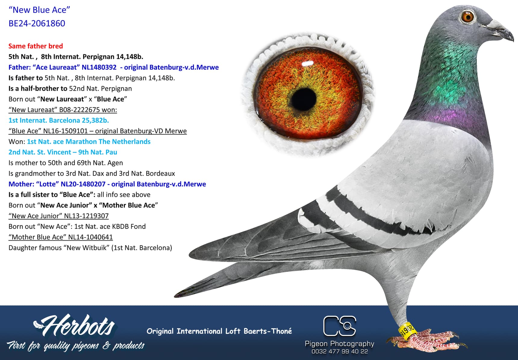 pigeon: undefined