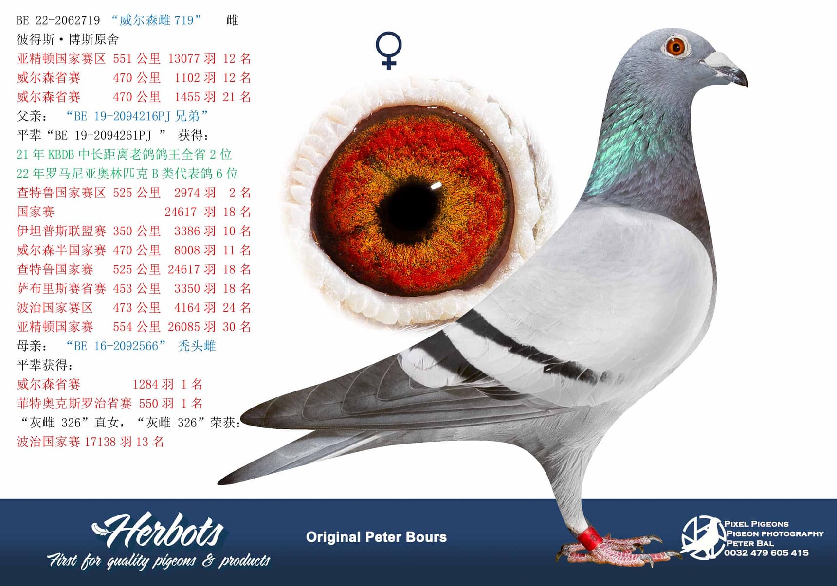 pigeon: undefined