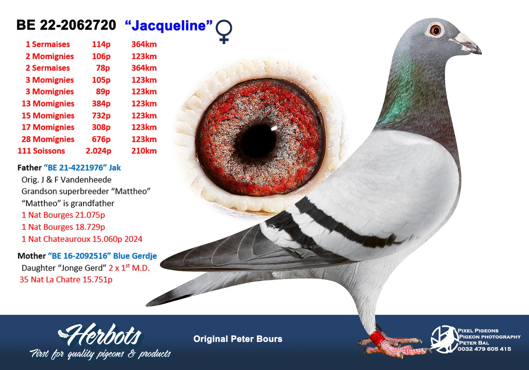 pigeon: “Jacqueline”