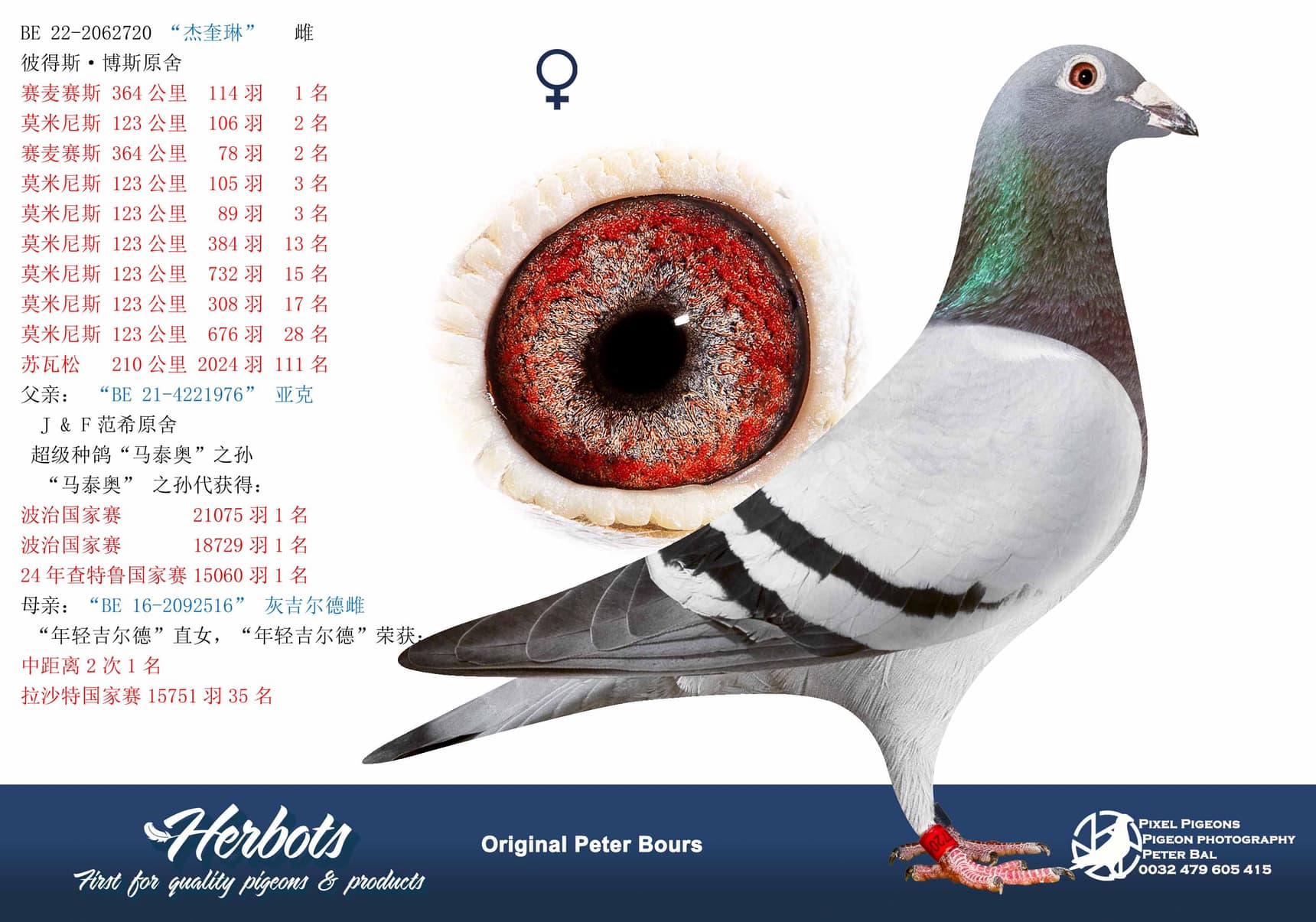 pigeon: undefined