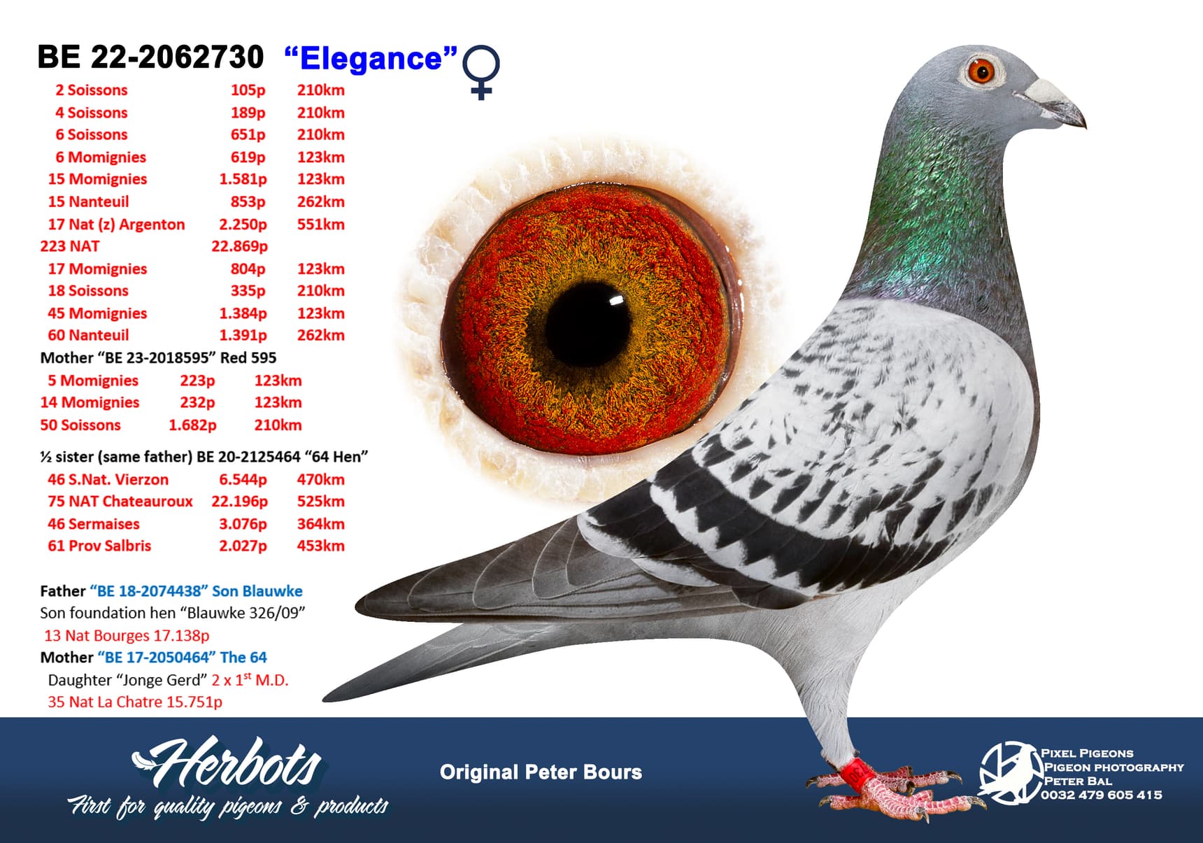 pigeon: undefined