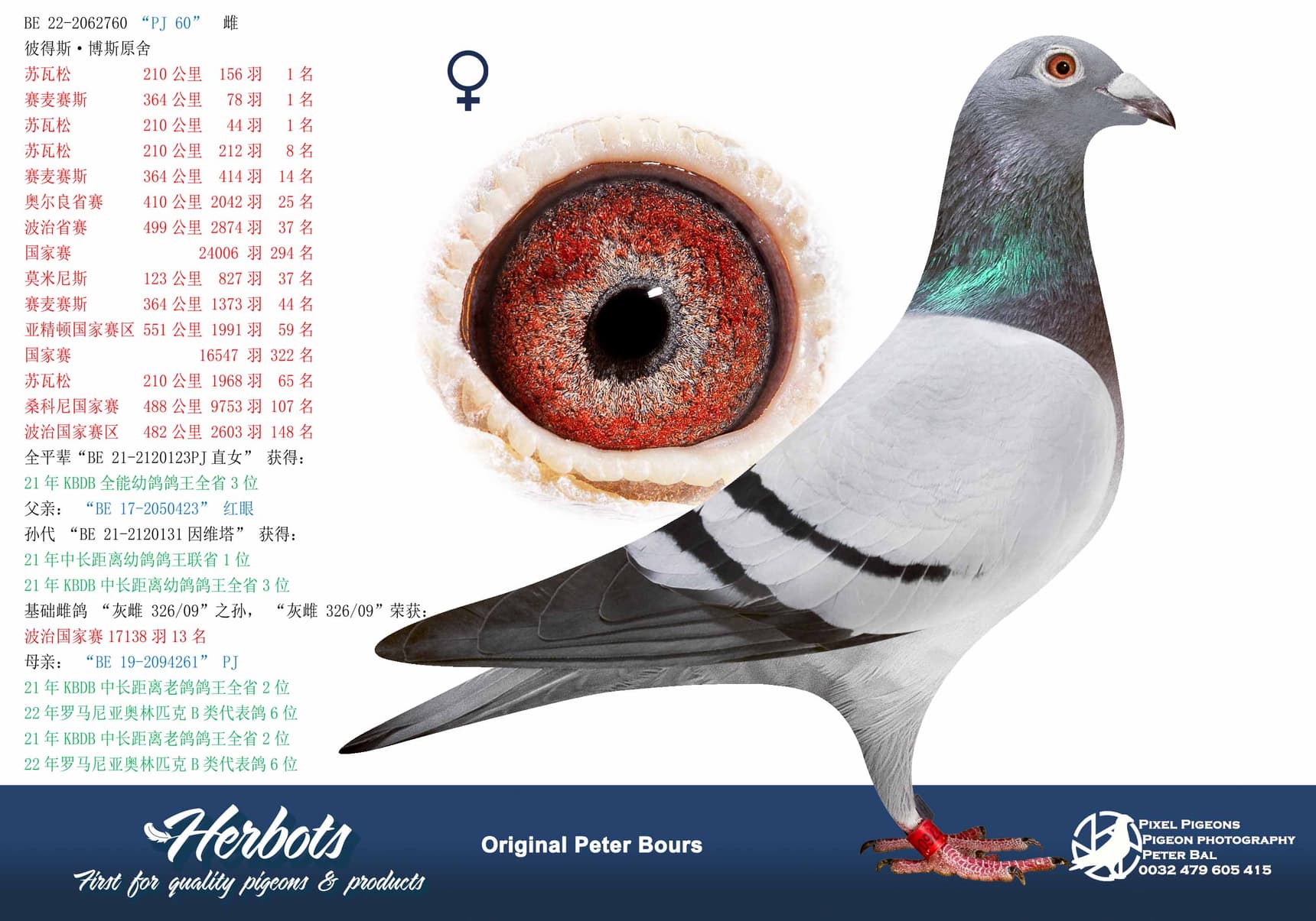 pigeon: undefined