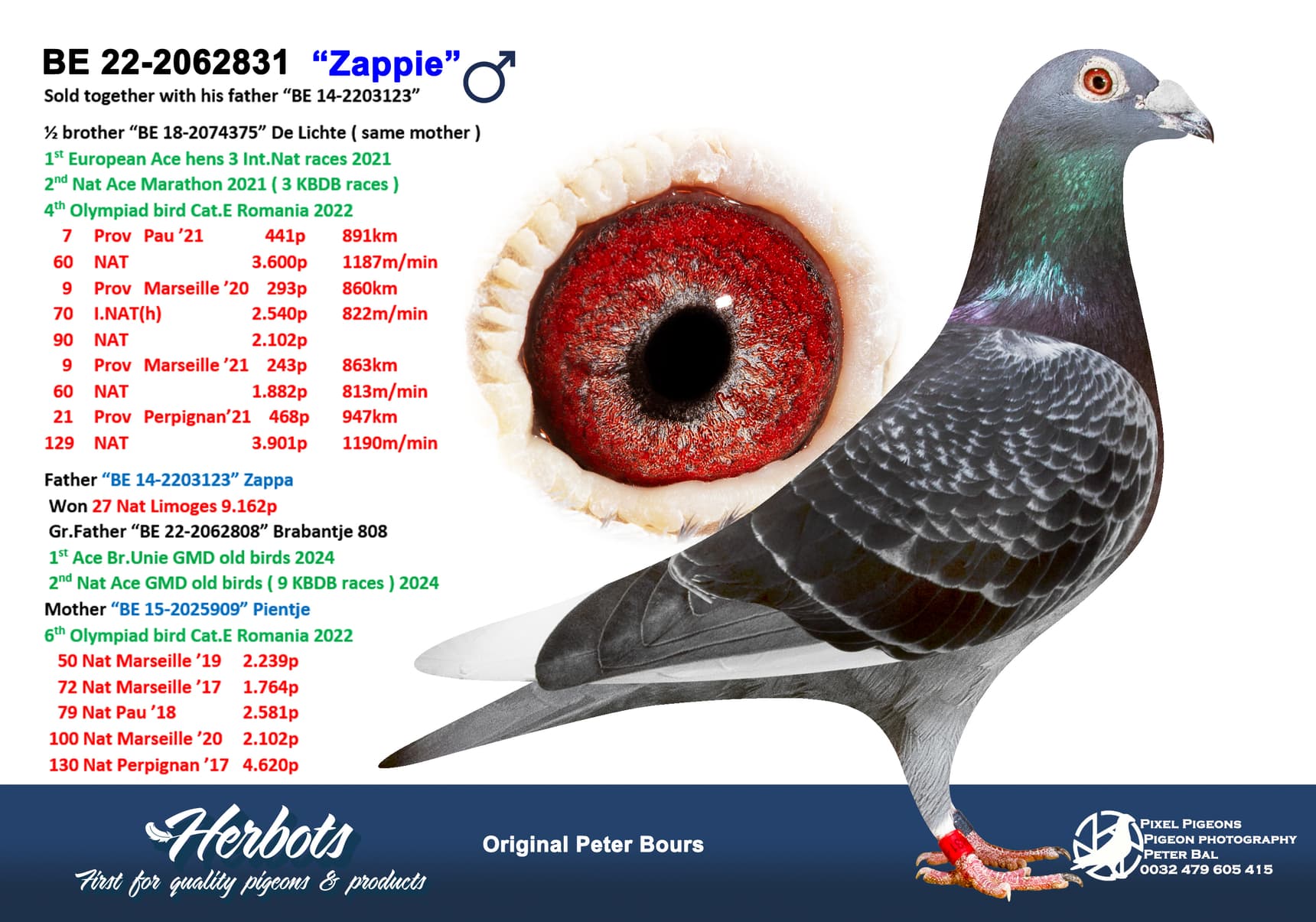 pigeon: “Zappie”