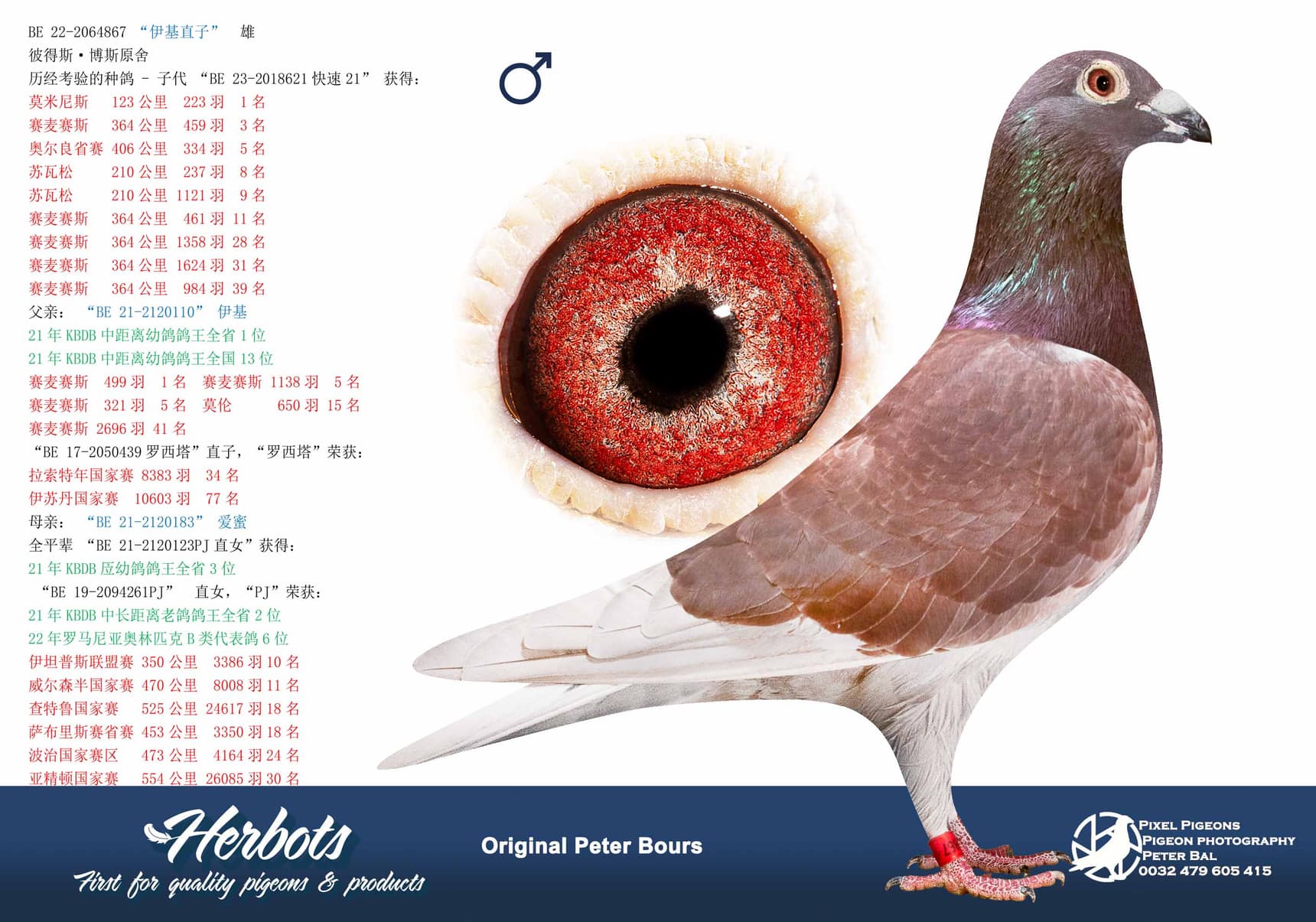 pigeon: undefined