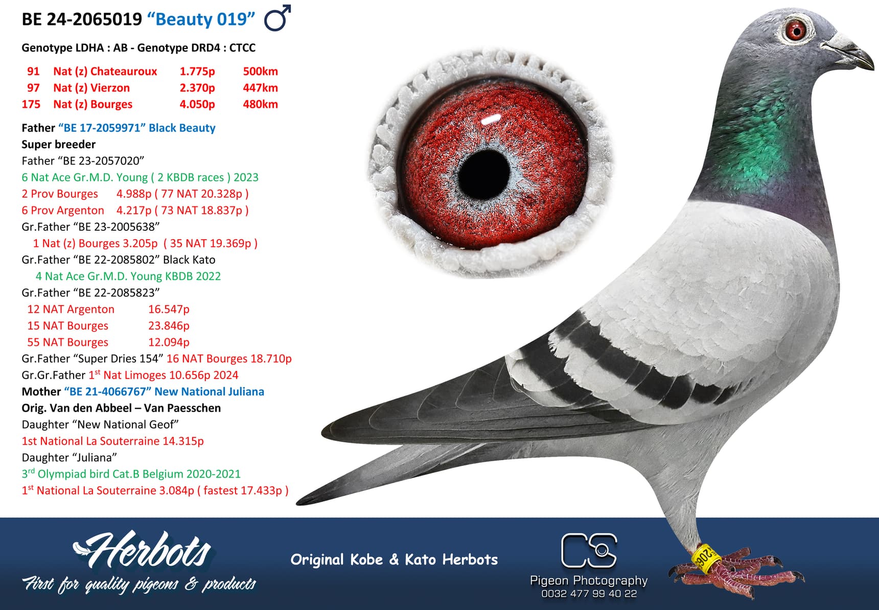pigeon: undefined