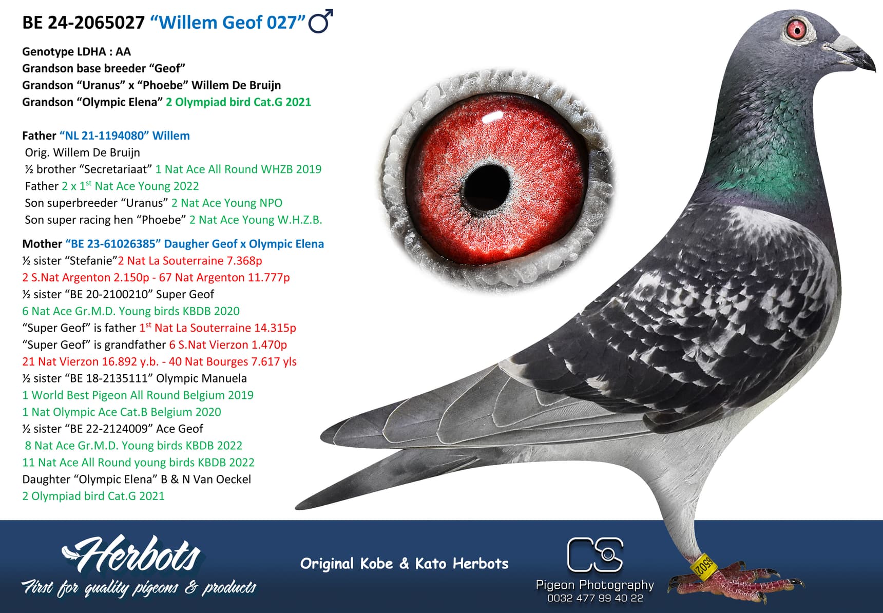 pigeon: undefined