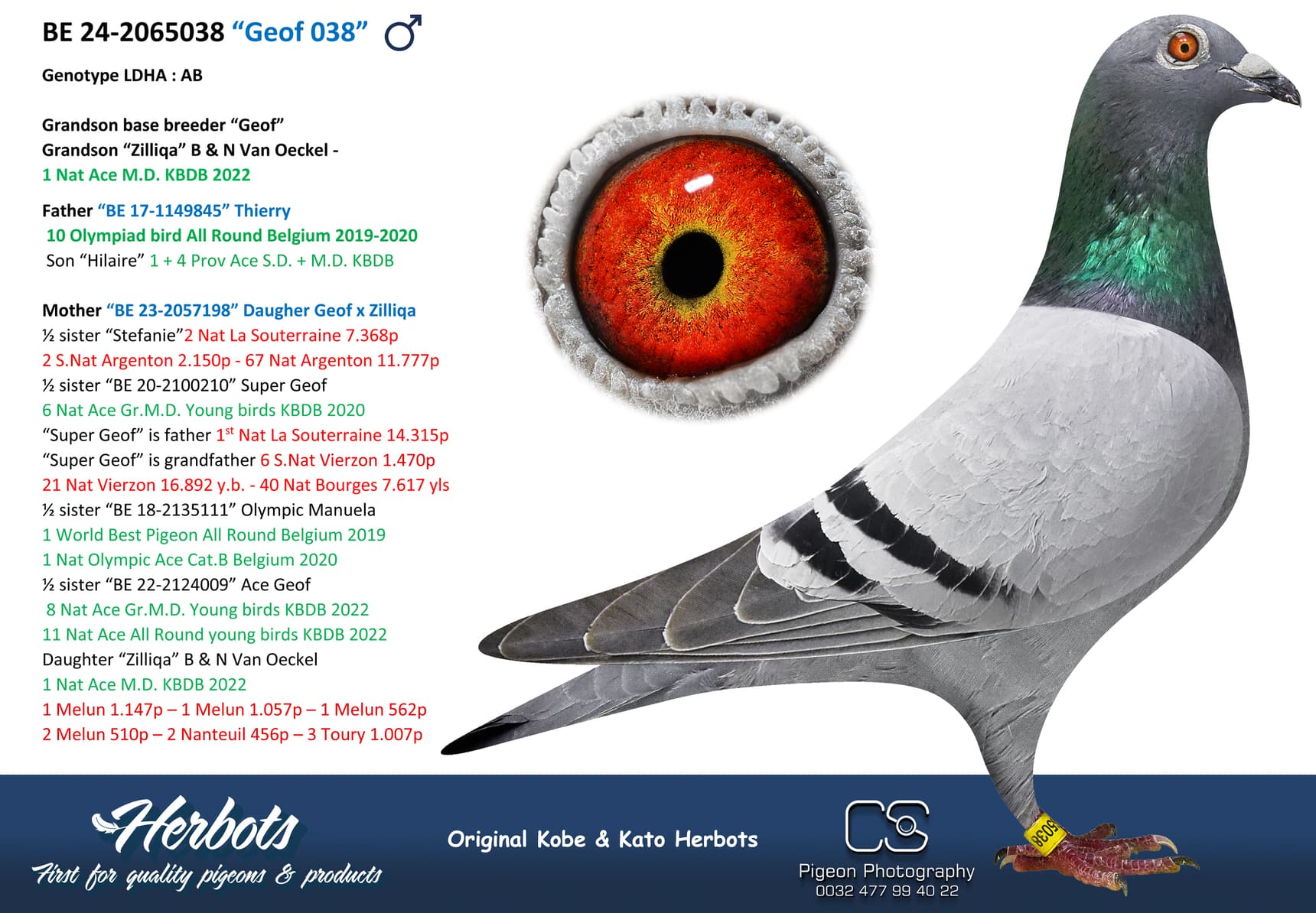 pigeon: undefined