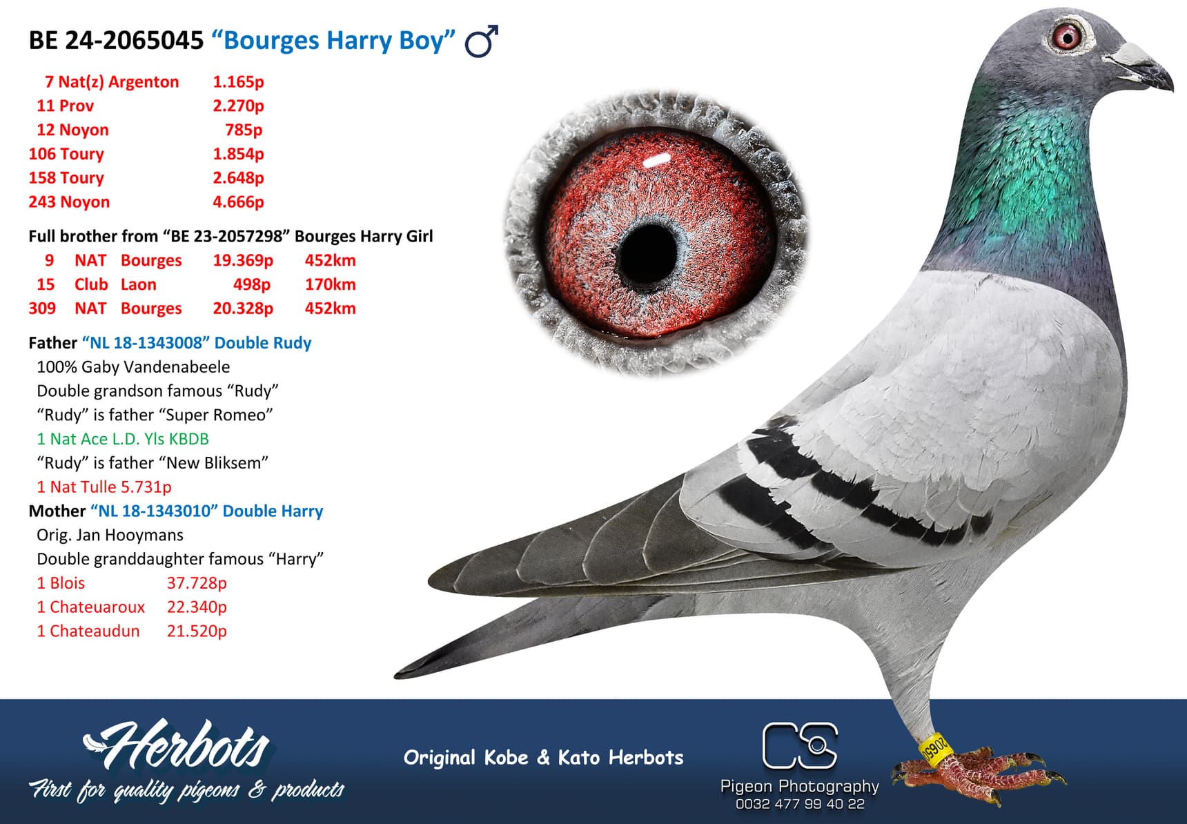 pigeon: undefined