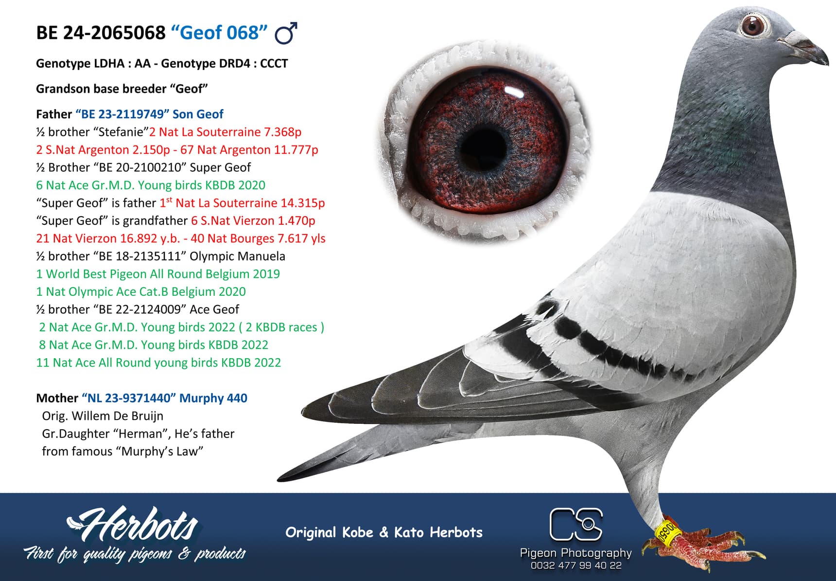 pigeon: undefined