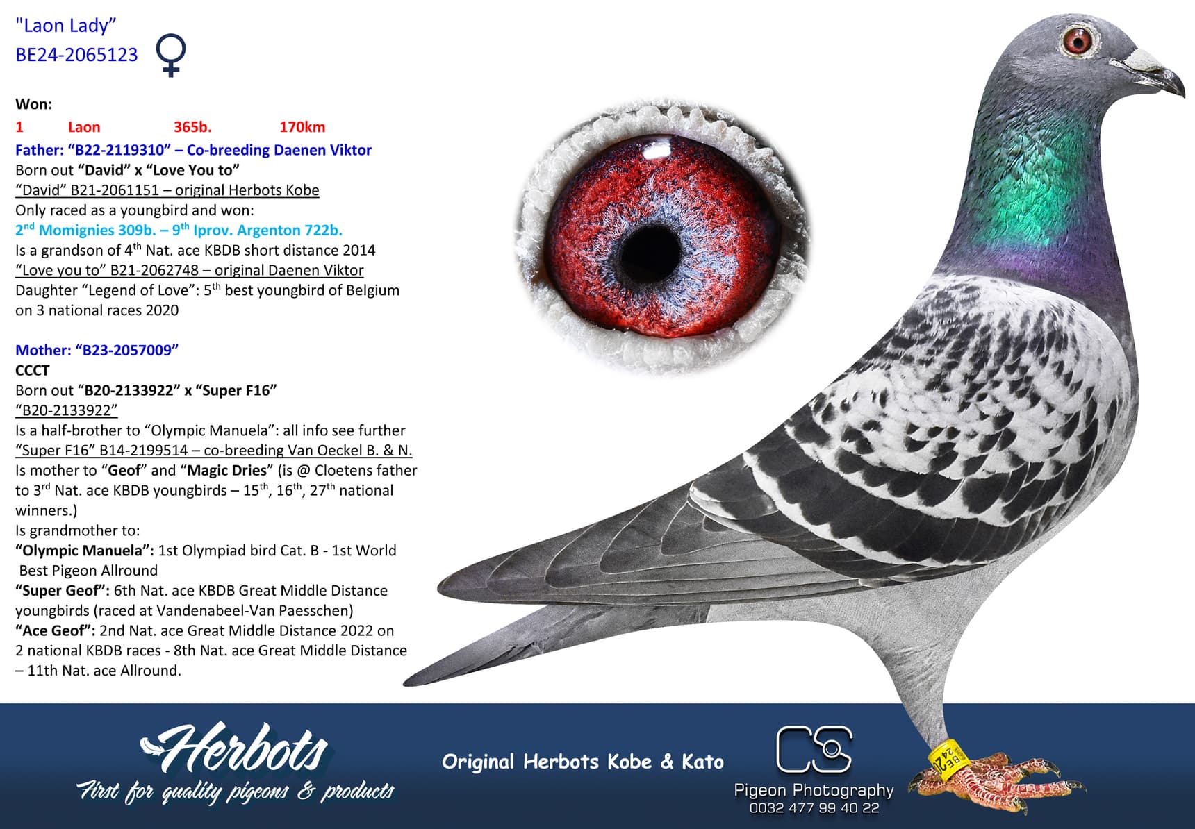 pigeon: undefined