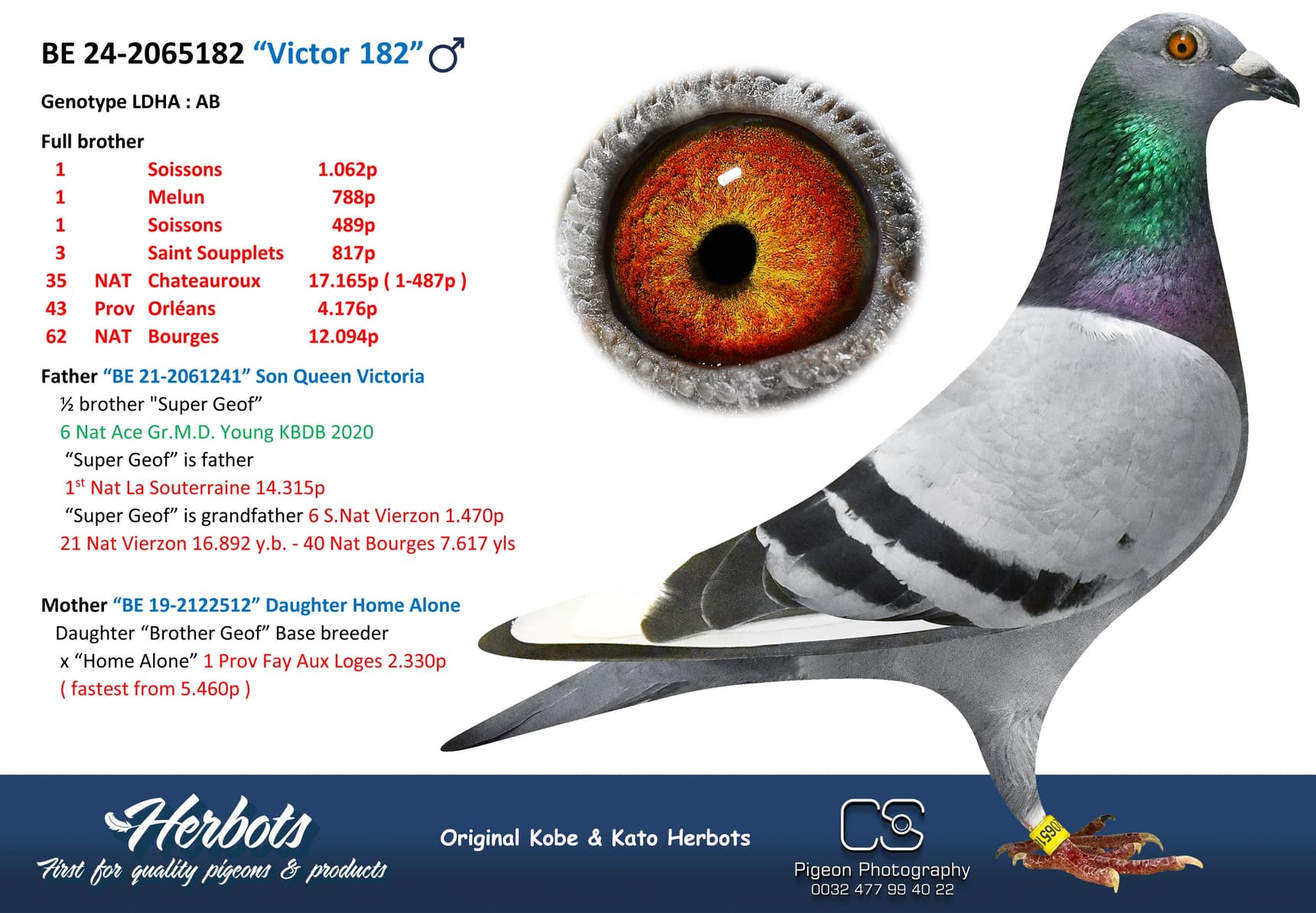 pigeon: undefined