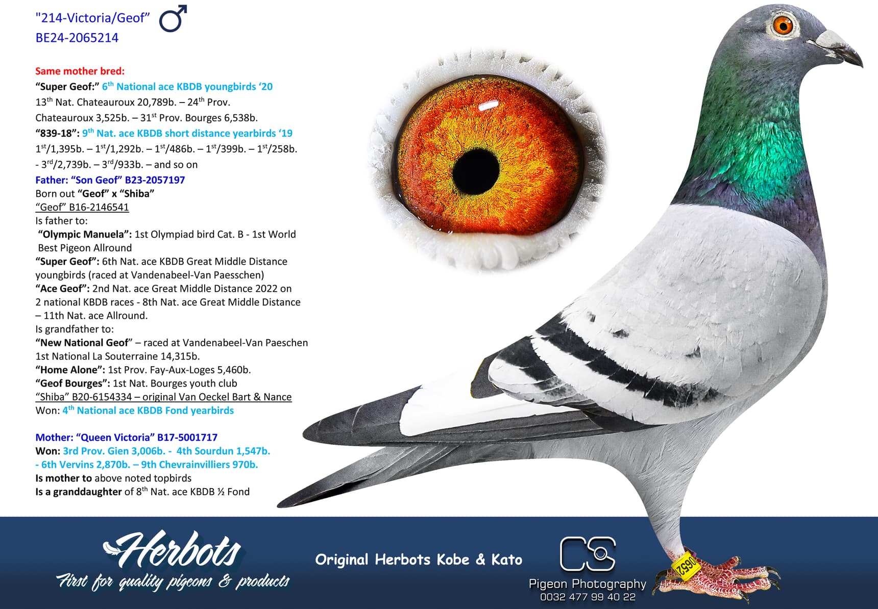 pigeon: undefined