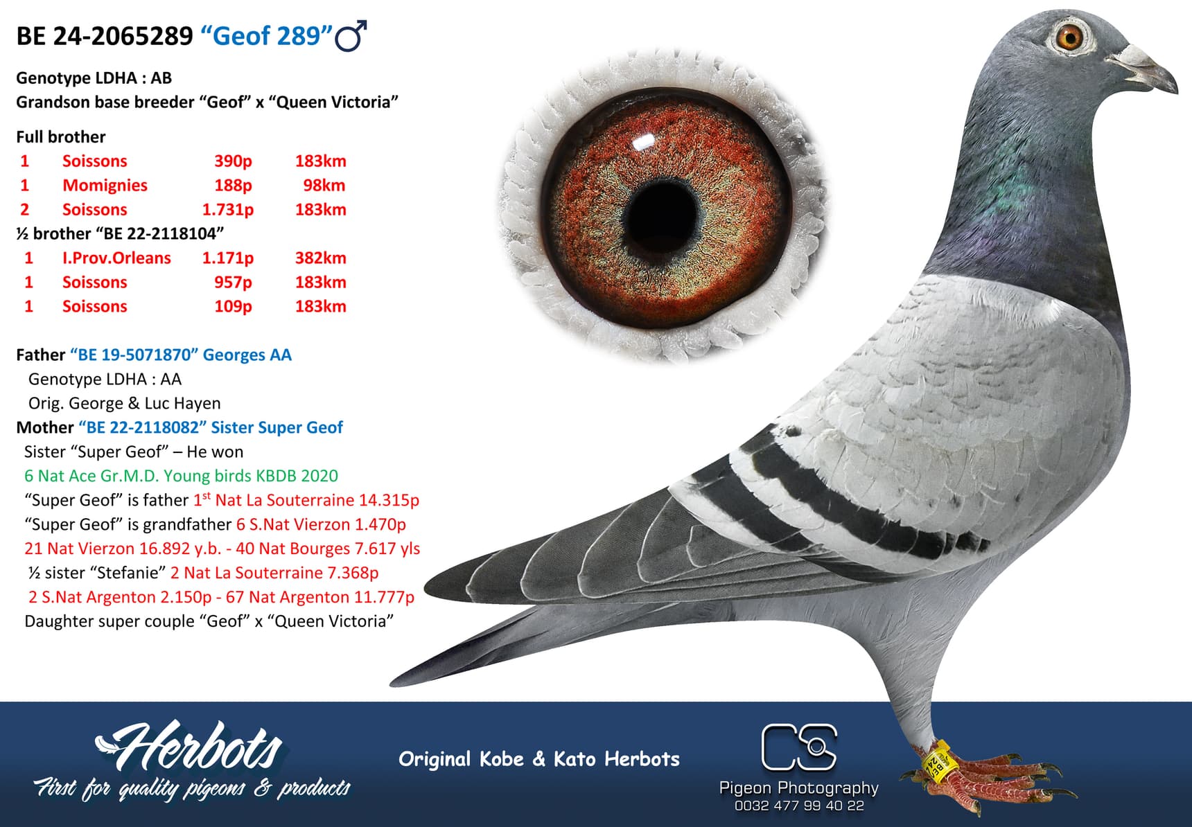 pigeon: undefined