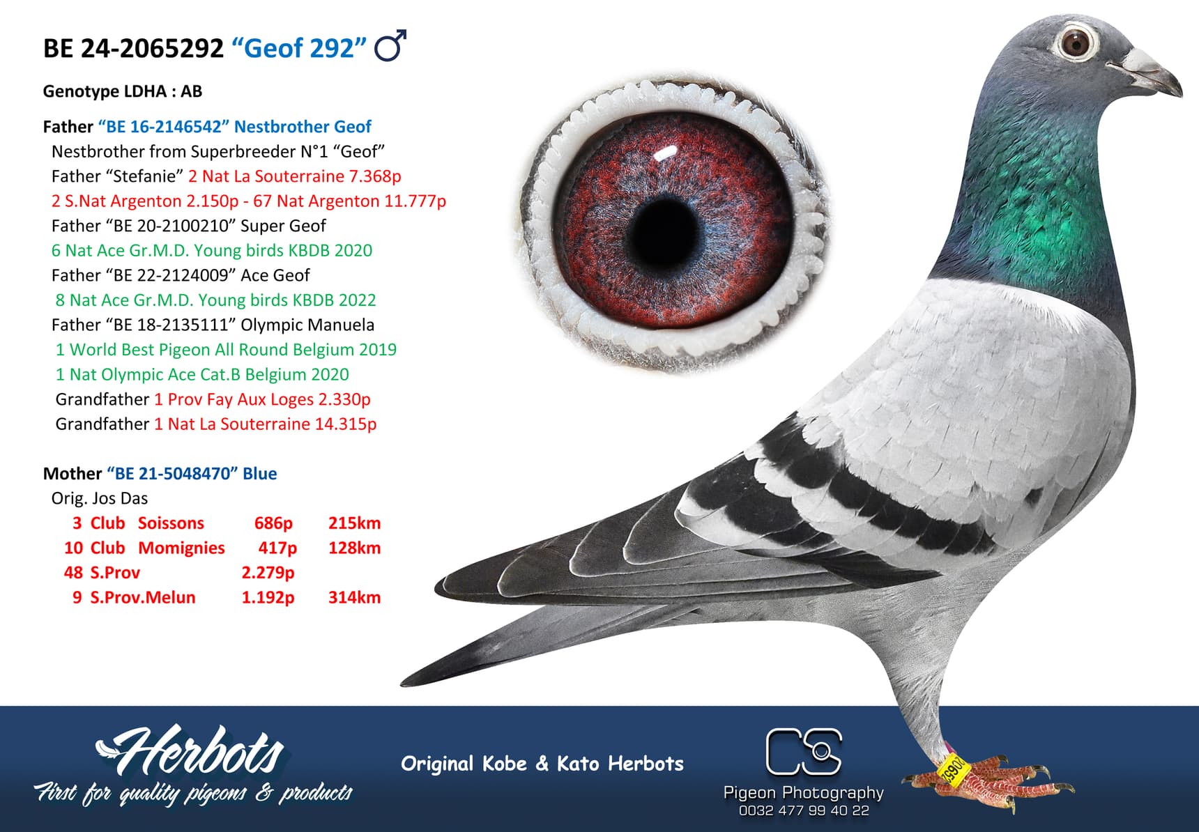pigeon: undefined