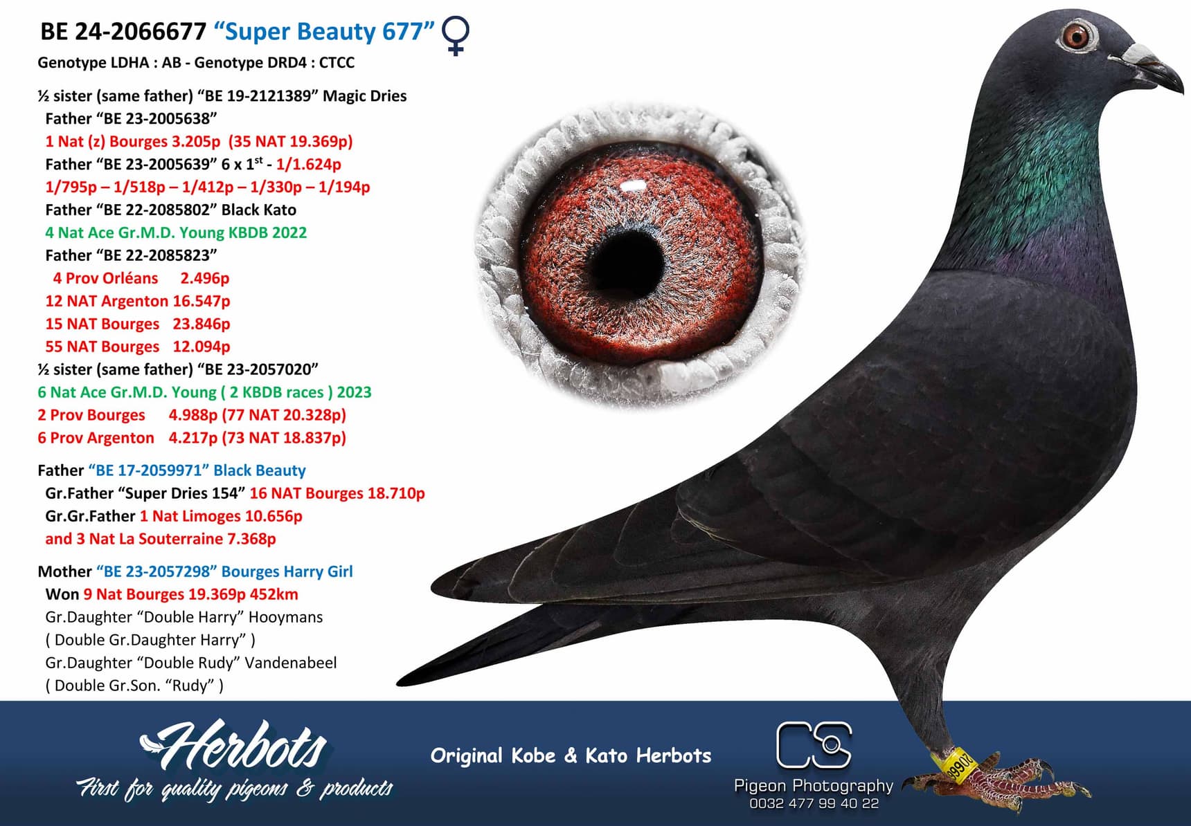 pigeon: undefined