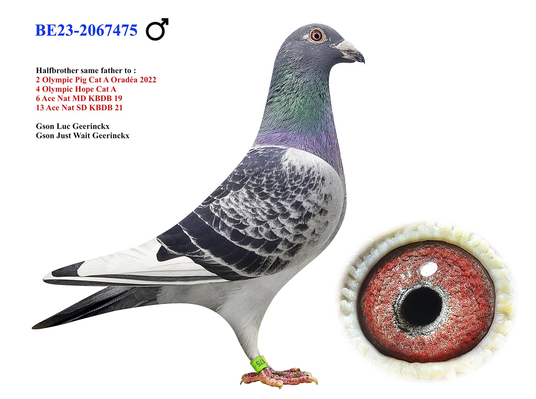 "Beauty Geerinckx"