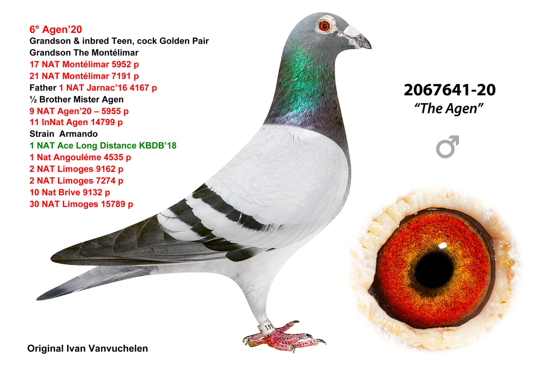 pigeon: undefined