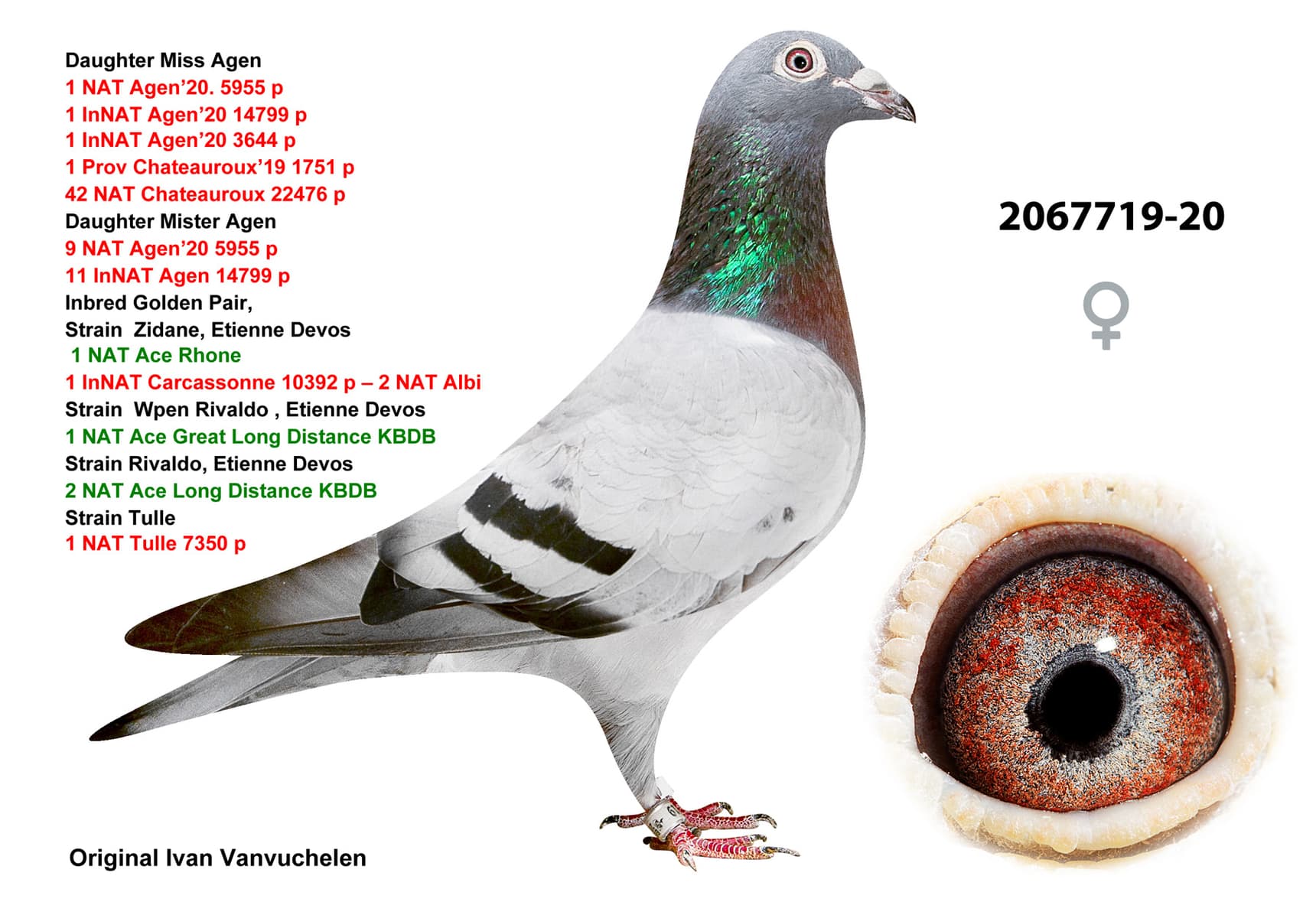 pigeon: undefined