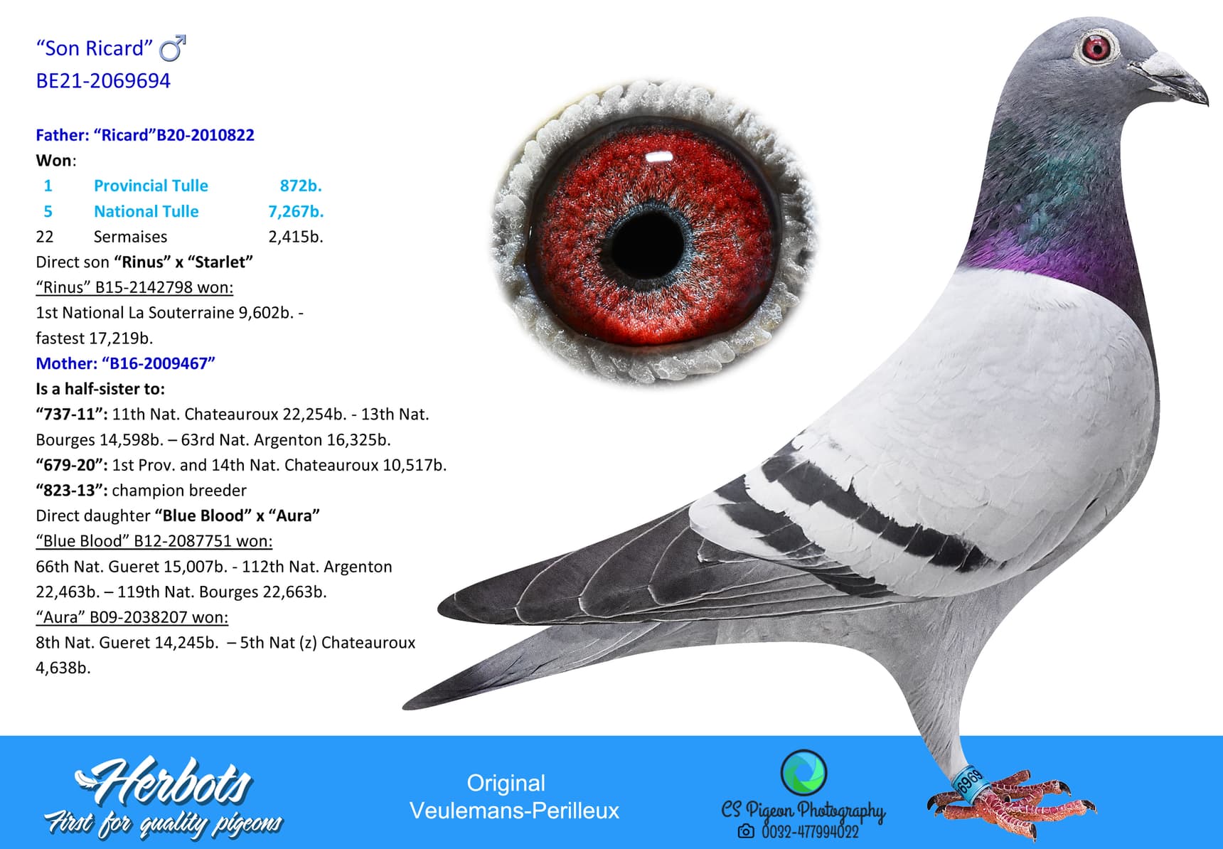 pigeon: undefined