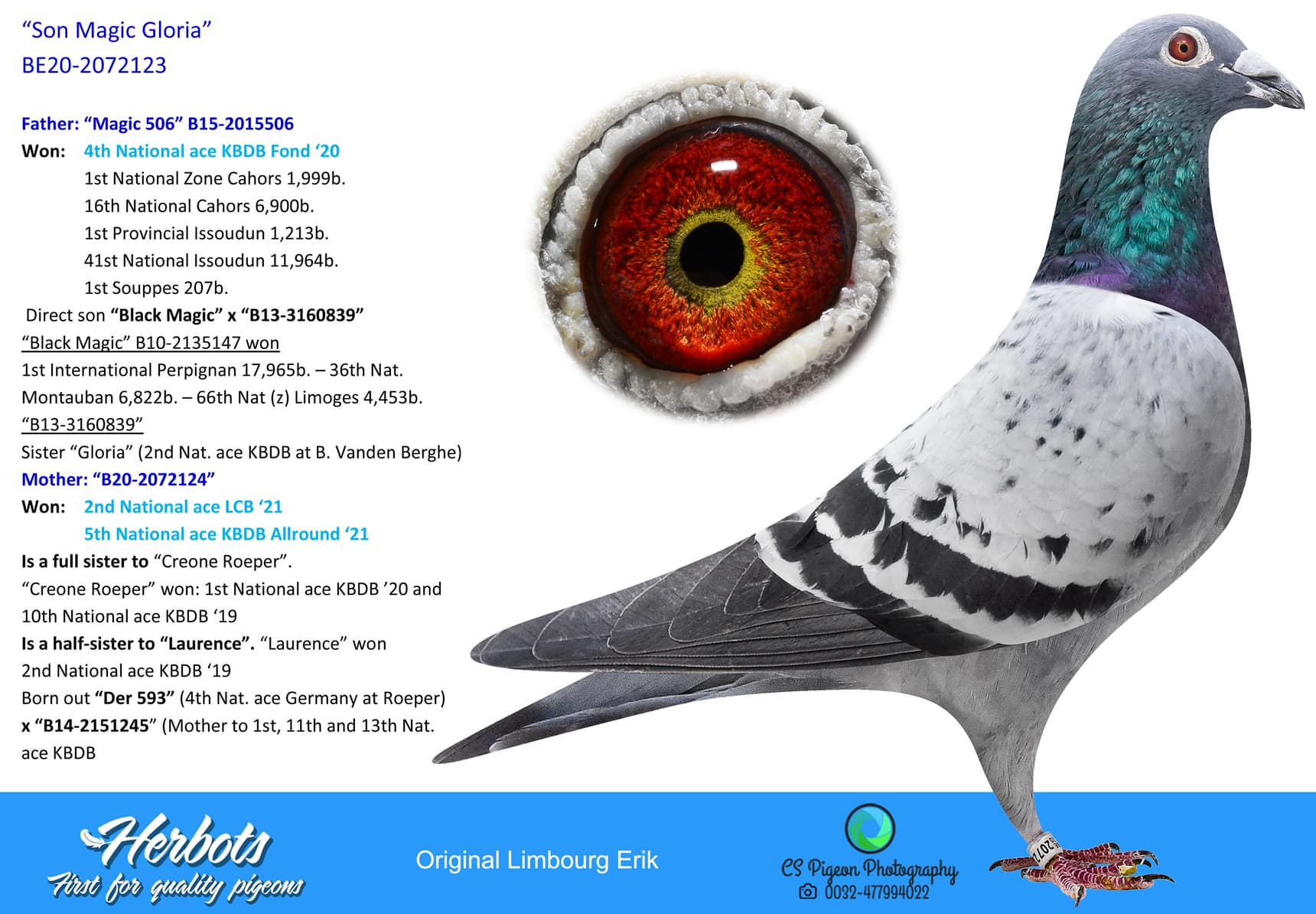 pigeon: undefined