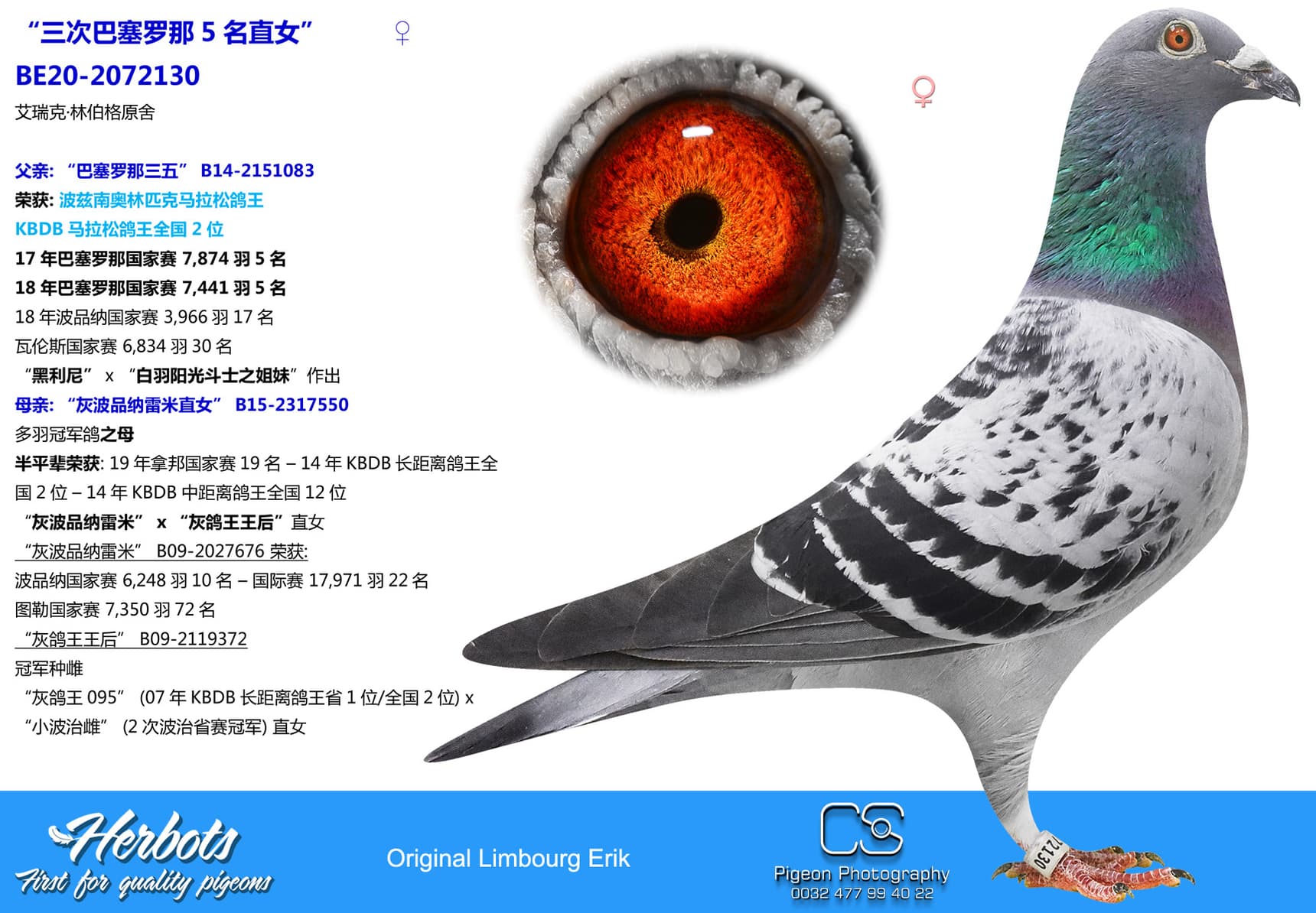 pigeon: undefined