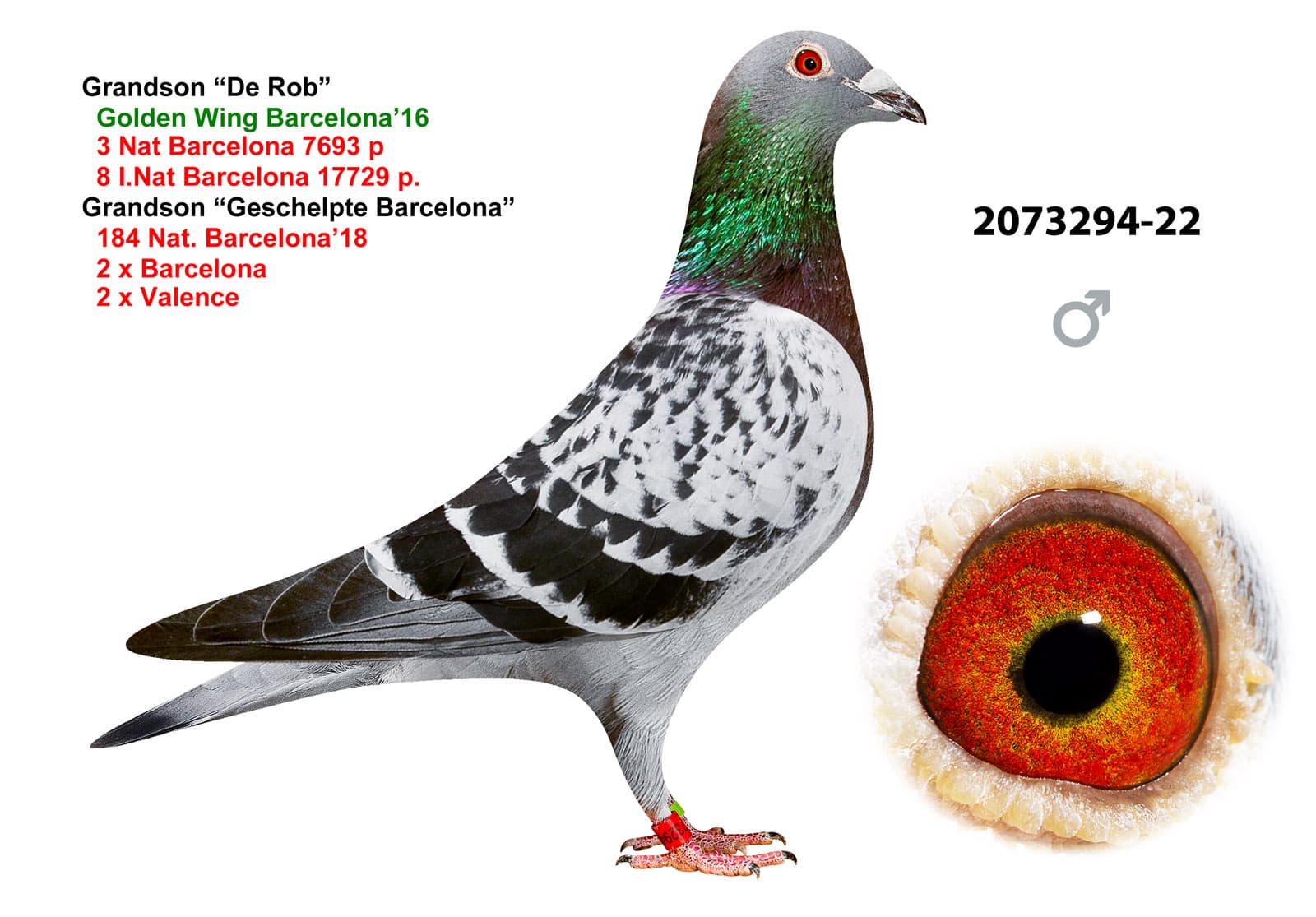 pigeon: undefined