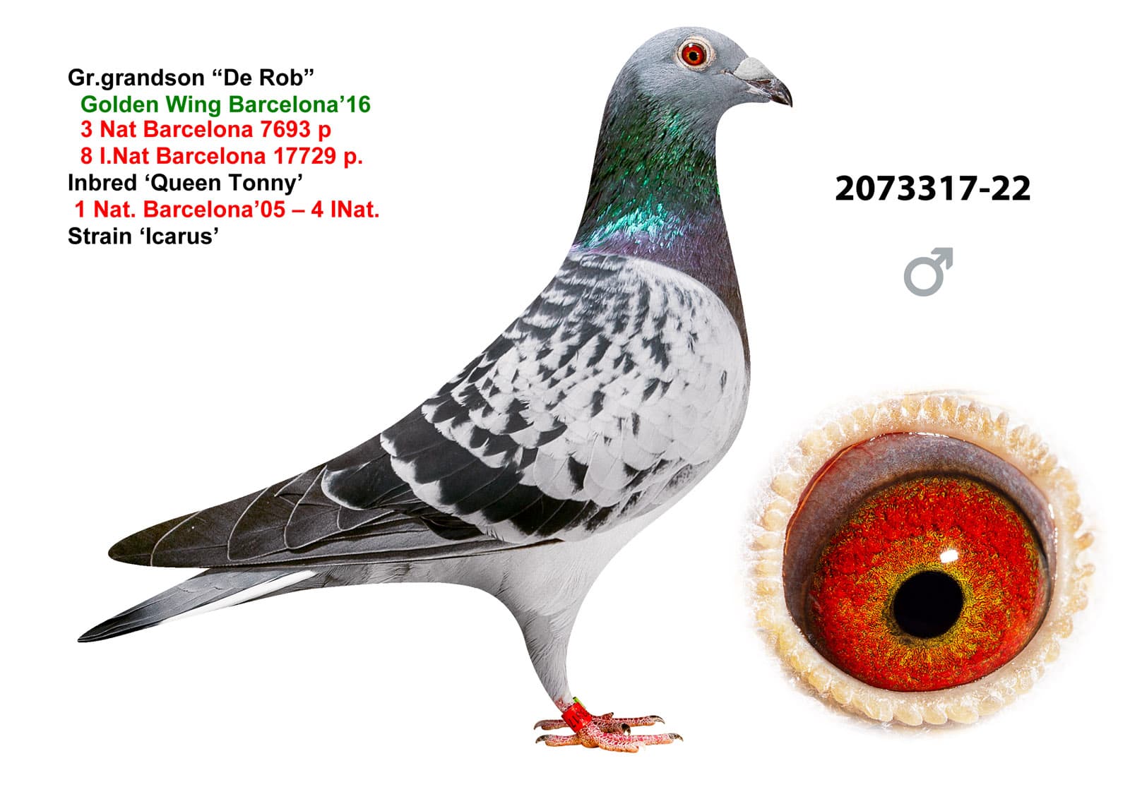 pigeon: undefined