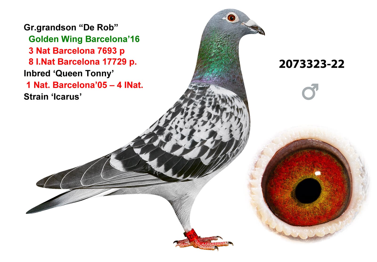 pigeon: undefined