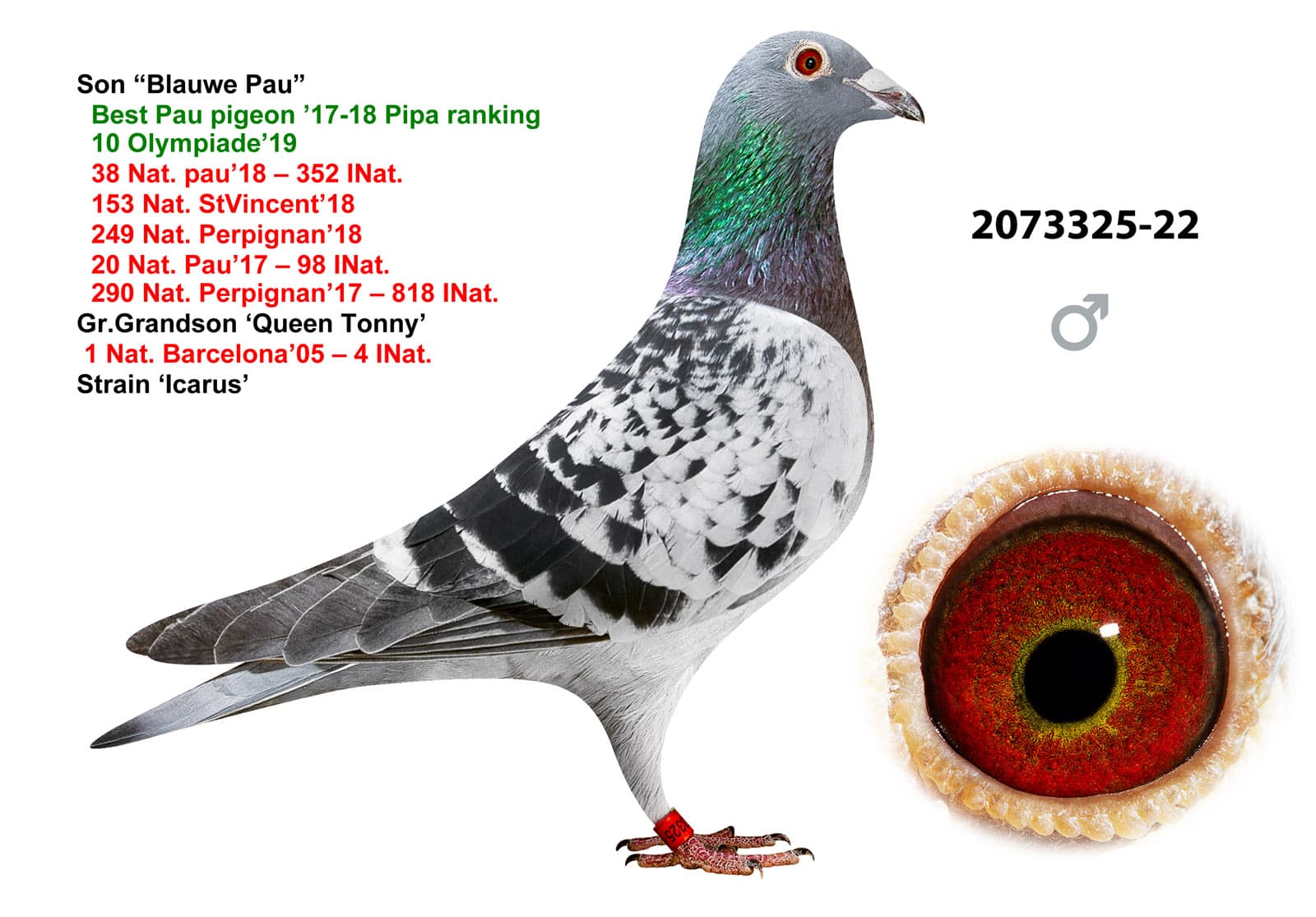 pigeon: undefined